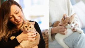 ¿Los gatos recuerdan a sus dueños? La ciencia lo explica