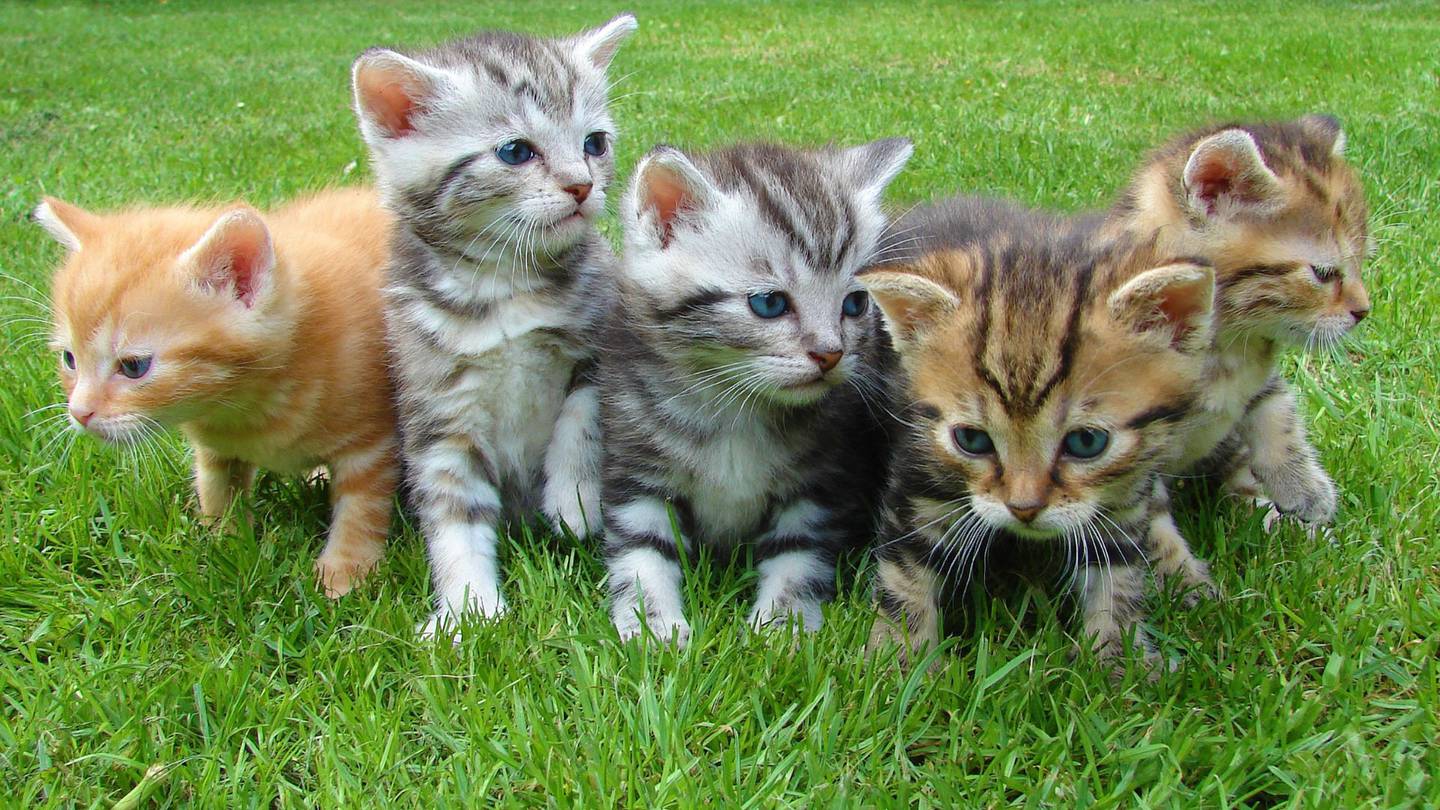 La diversidad de colores en los pelajes de los gatos es fruto de complejas interacciones genéticas y evolutivas.