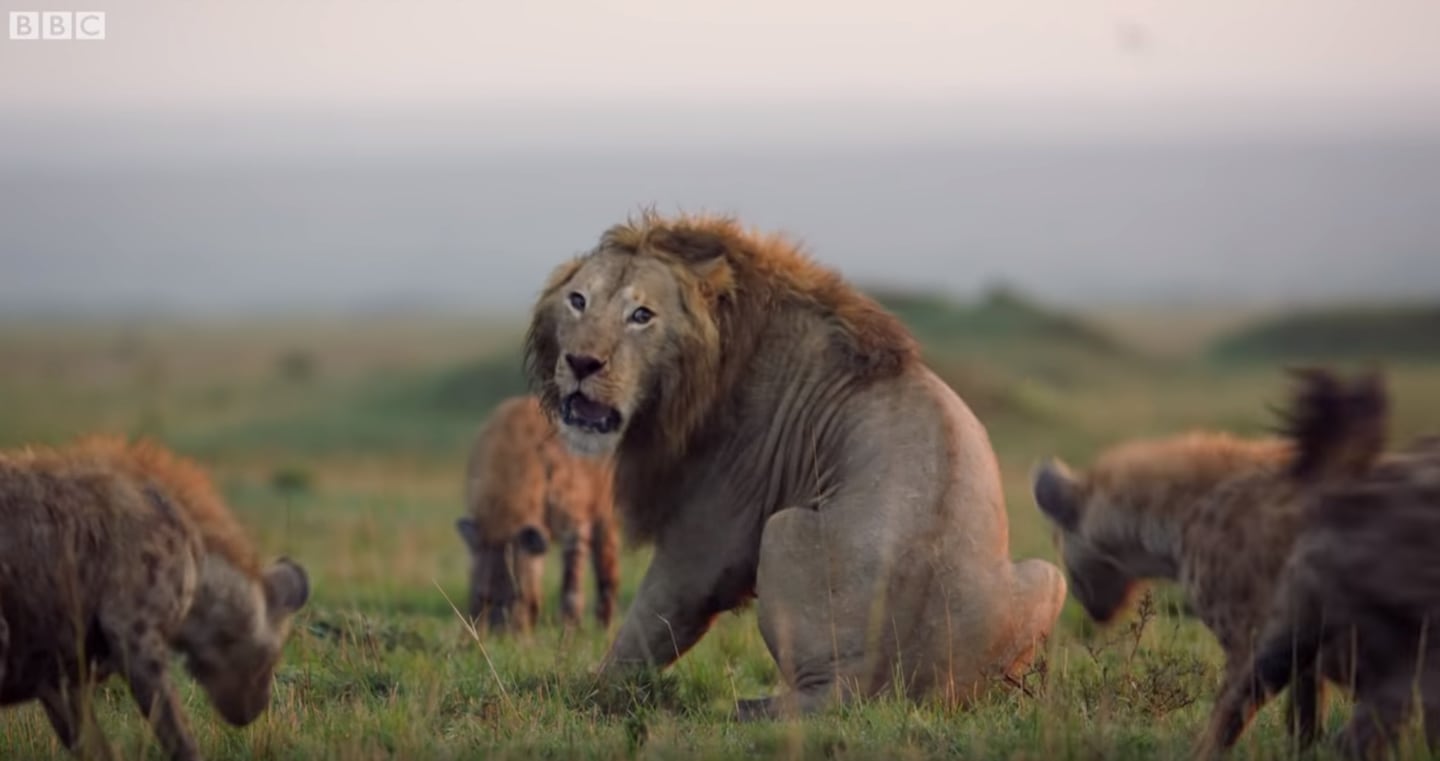 Atacado por 20 hienas que lo quieren devorar: el drama del león 'Red' queda  captado en video | La Nación