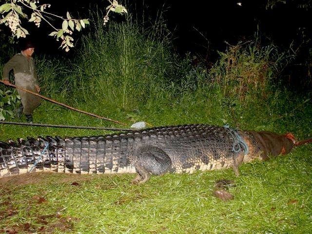 Capturado cocodrilo de 6 metros y una tonelada | La Nación