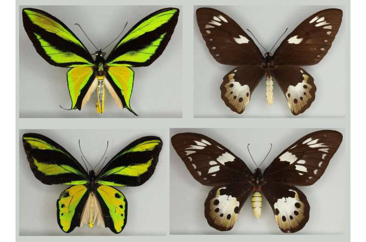 Innovador estudio con inteligencia artificial revela la evolución de mariposas hembra, aclarando un debate histórico entre Darwin y Wallace.