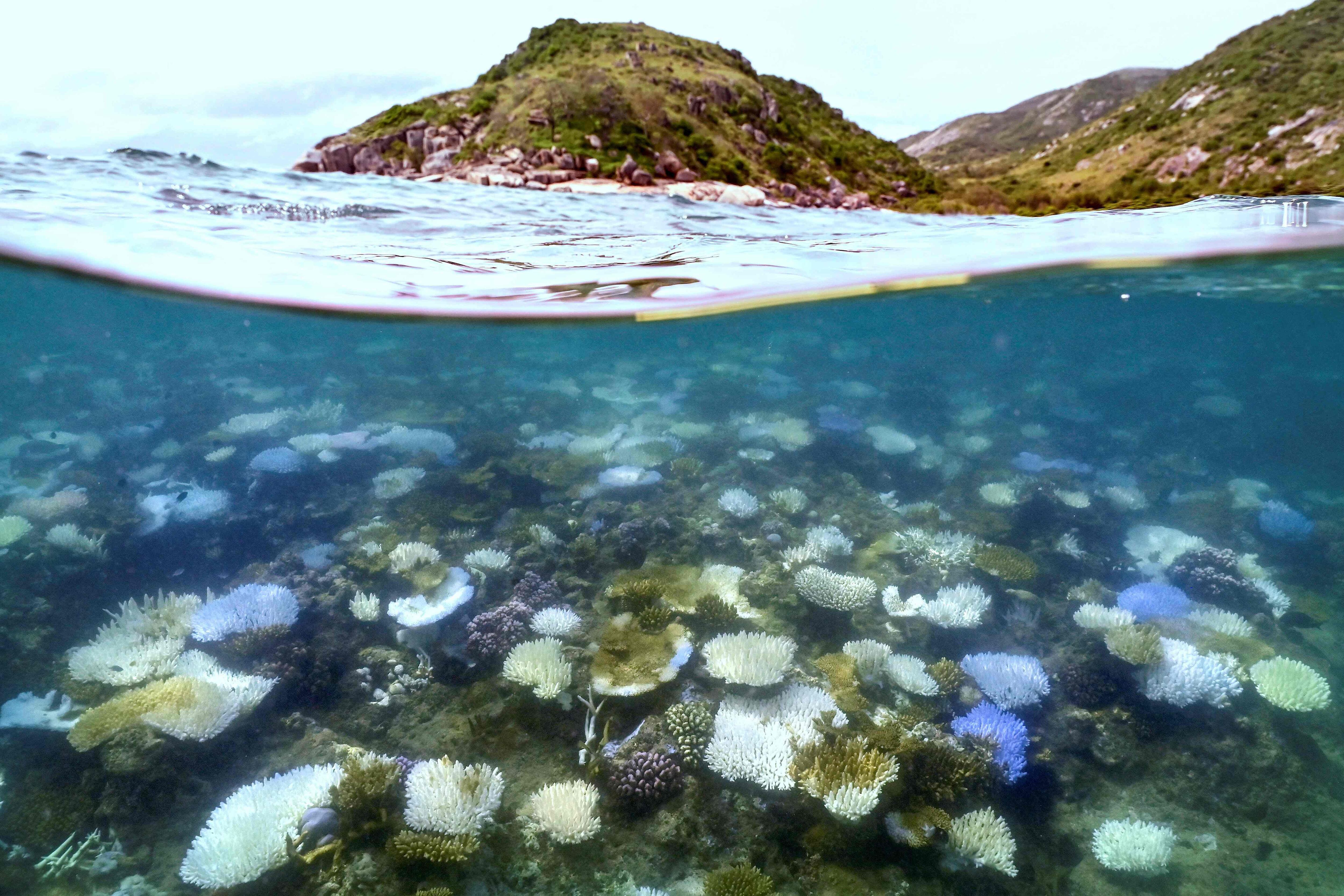 Corales blanqueados y muertos alrededor de la isla Lizard en la Gran Barrera de Coral, ubicada a 270 kilómetros (167 millas) al norte de la ciudad de Cairns. (Foto de DAVID GREY / AFP)