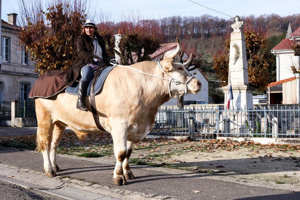 Aston es un toro francés que se cree caballo, salta pequeños obstáculos, realiza movimientos laterales y galopa. 