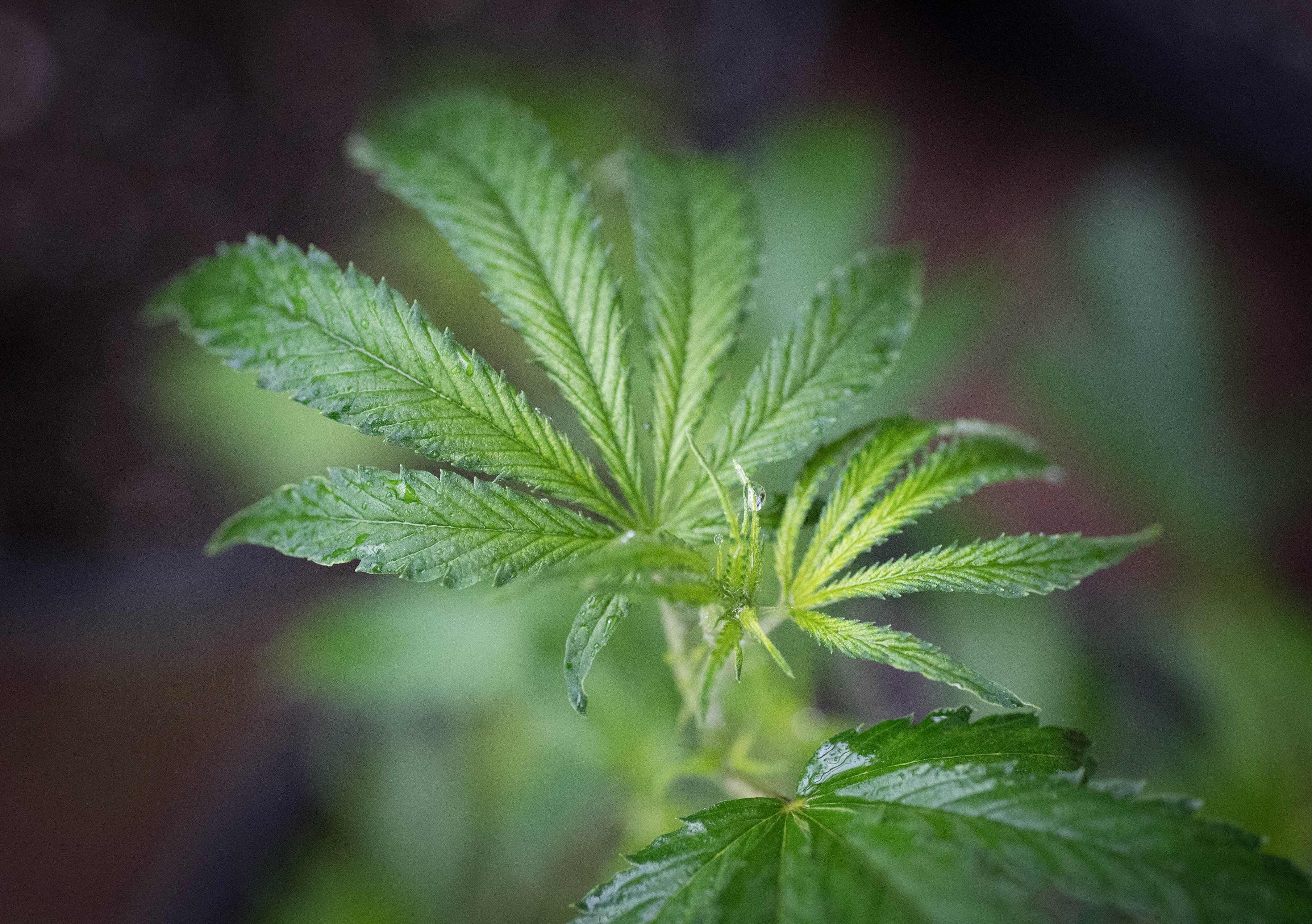 Una empresa de Países Bajos dedicada a las inversiones en cannabis medicinal es acusada de estafa y de crear un esquema piramidal, donde las personas invertían dinero a cambio de altos retornos.  