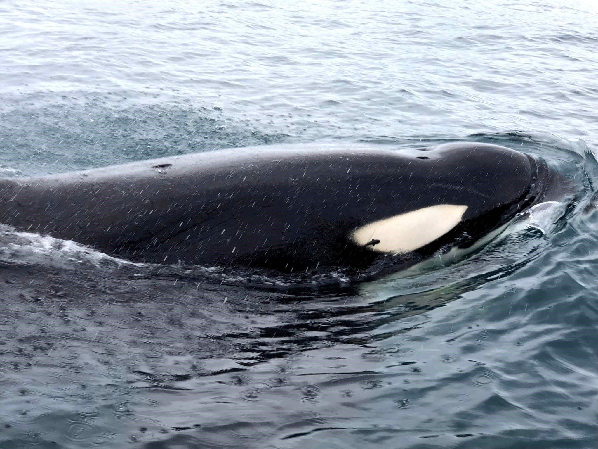 Para prevenir agresiones entre orcas y turistas, existe una inmensa cantidad de información al alcance de la mano. Crédito de foto: Fabián Morales