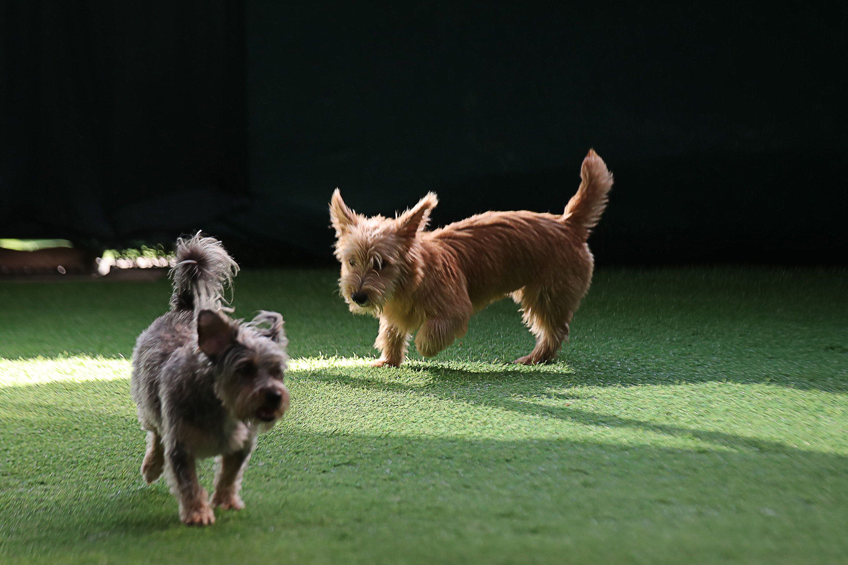 Muskiz inaugura su primer parque exclusivo para perros