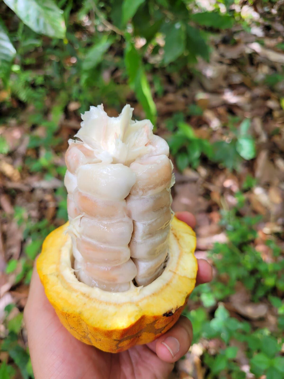 El mucílago está dentro del cacao, es la que cubre las semillas de esta fruta. 