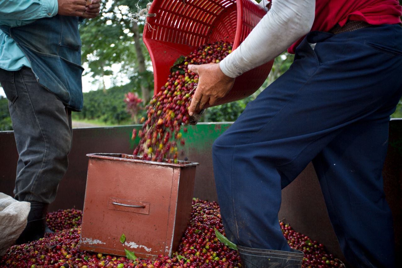 El estudio del PIB cantonal de Costa Rica desagrega la producción del país por actividades como la del café.