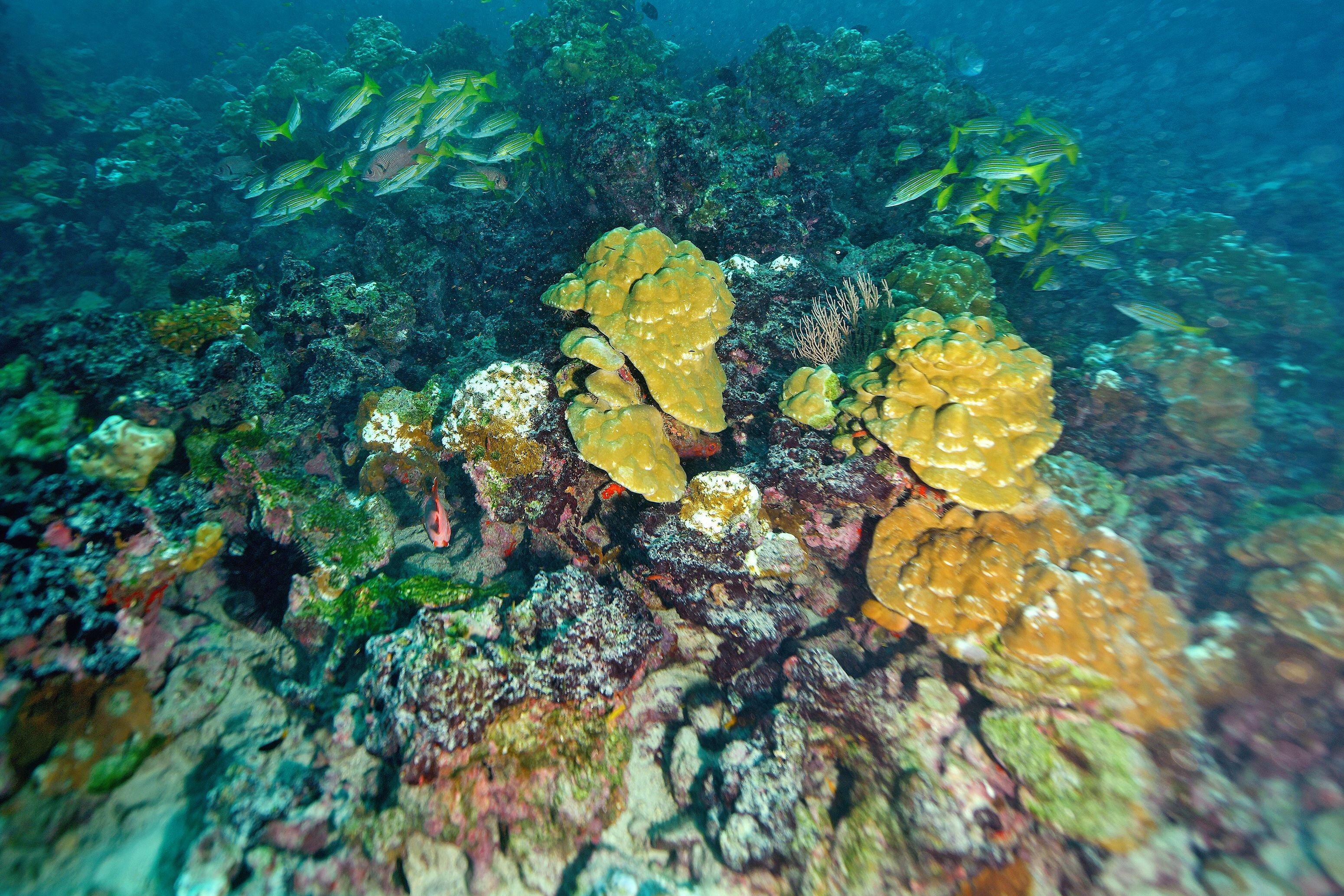 El color en el coral es señal de vida. Por eso, el coral blanco no es de recibo en términos ambientales, pues es señal de muerte para estas especies. Foto: John Durán