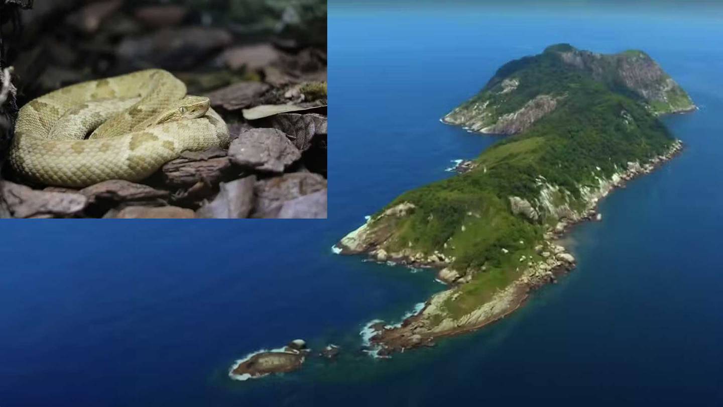 Isla de Queimada Grande, hogar de víboras doradas, es prohibida al público por su peligrosidad. Ubicada en São Paulo, su geografía y fauna la hacen única y peligrosa.