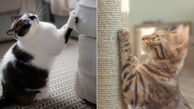 ¿Por qué los gatos arañan los muebles y cómo evitarlo?