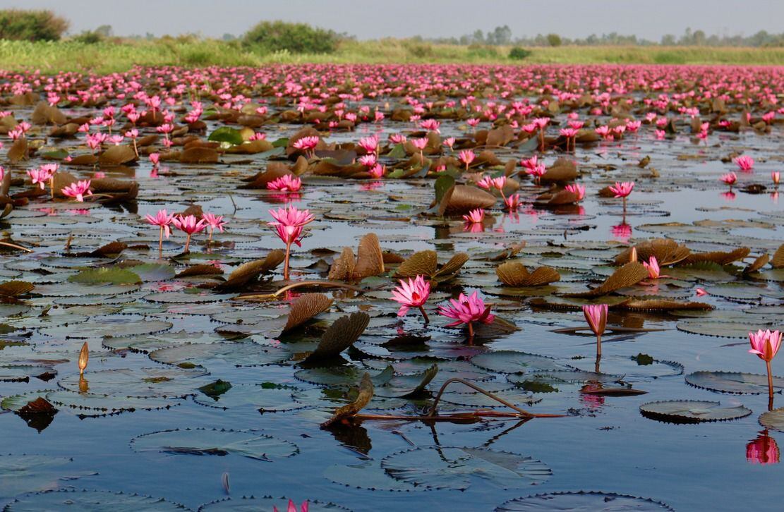 Un lago de flores de loto en Tailandia. Fotografía: José Retana