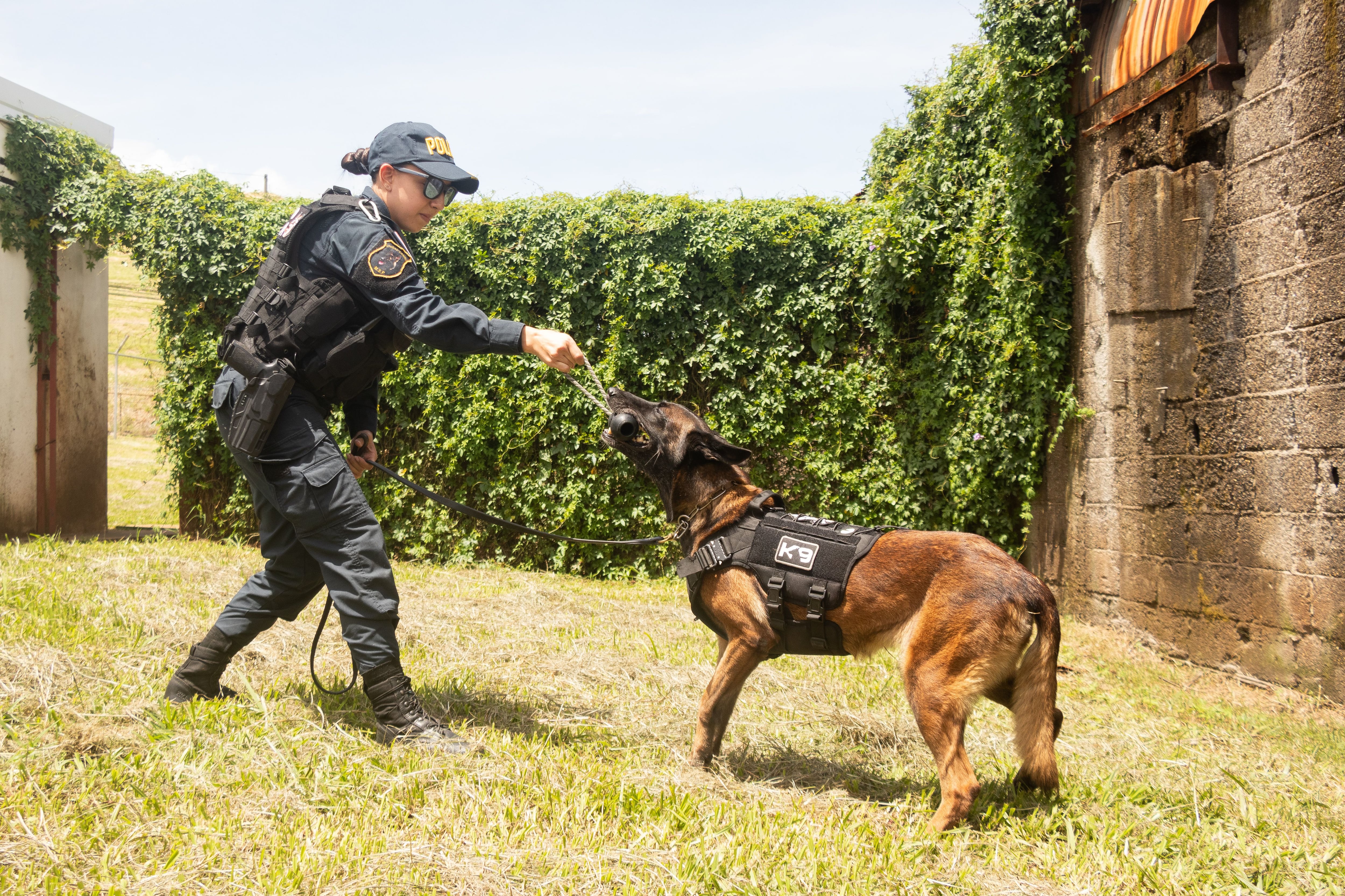 Oficial Amalia Zamora jugando con Athena en las instalaciones de la Unidad Canina. Foto: Lilly Arce