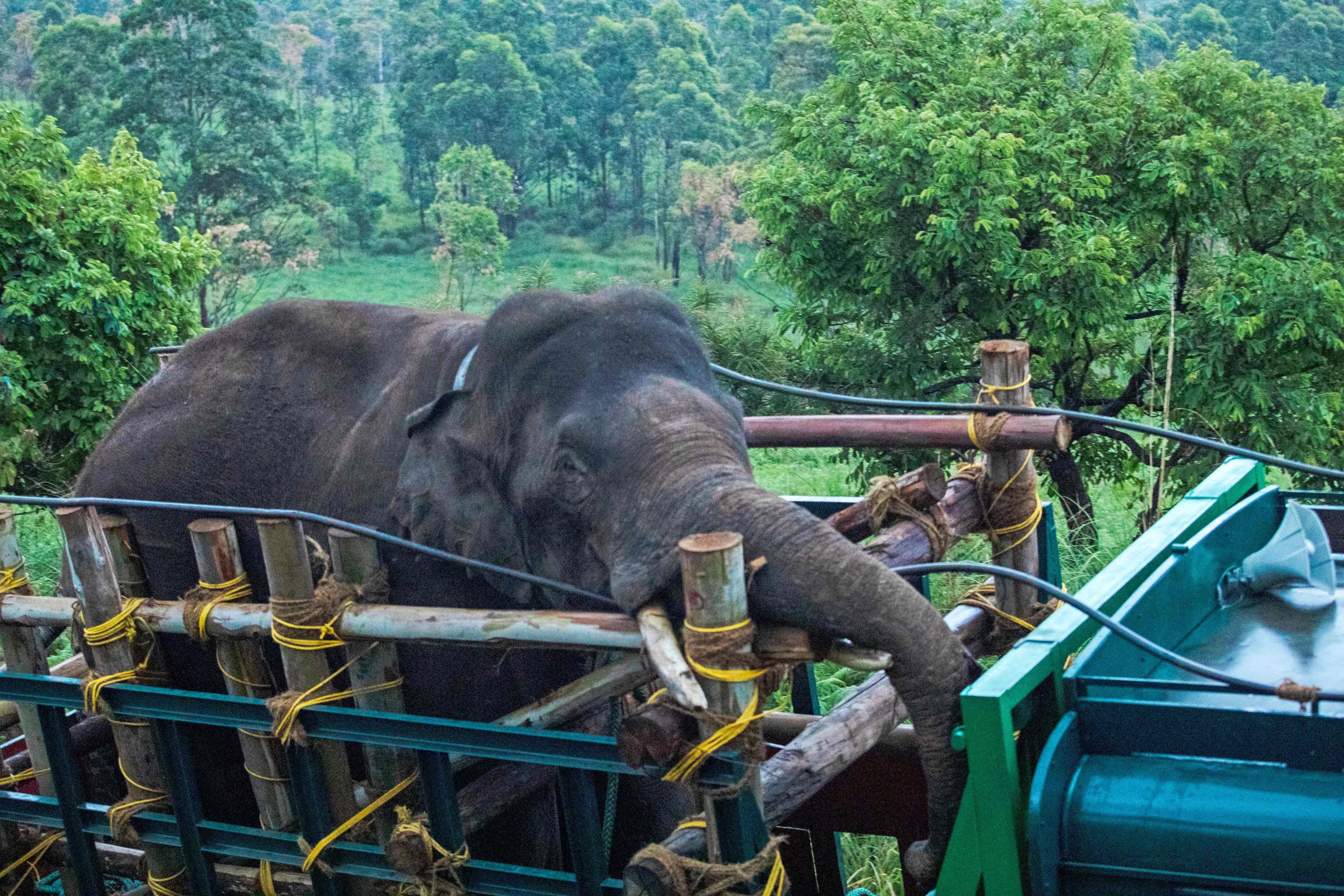 El paquidermo conocido como Arikomban (elefante amante del arroz) fue capturado y liberado en una reserva. 