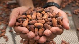 Cacao tico apuesta por la calidad para lograr mejores precios de manera permanente