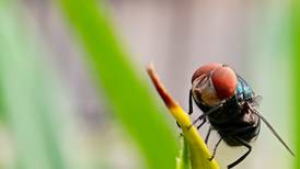 Costa Rica gestiona laboratorio para producir moscas estériles contra el gusano barrenador