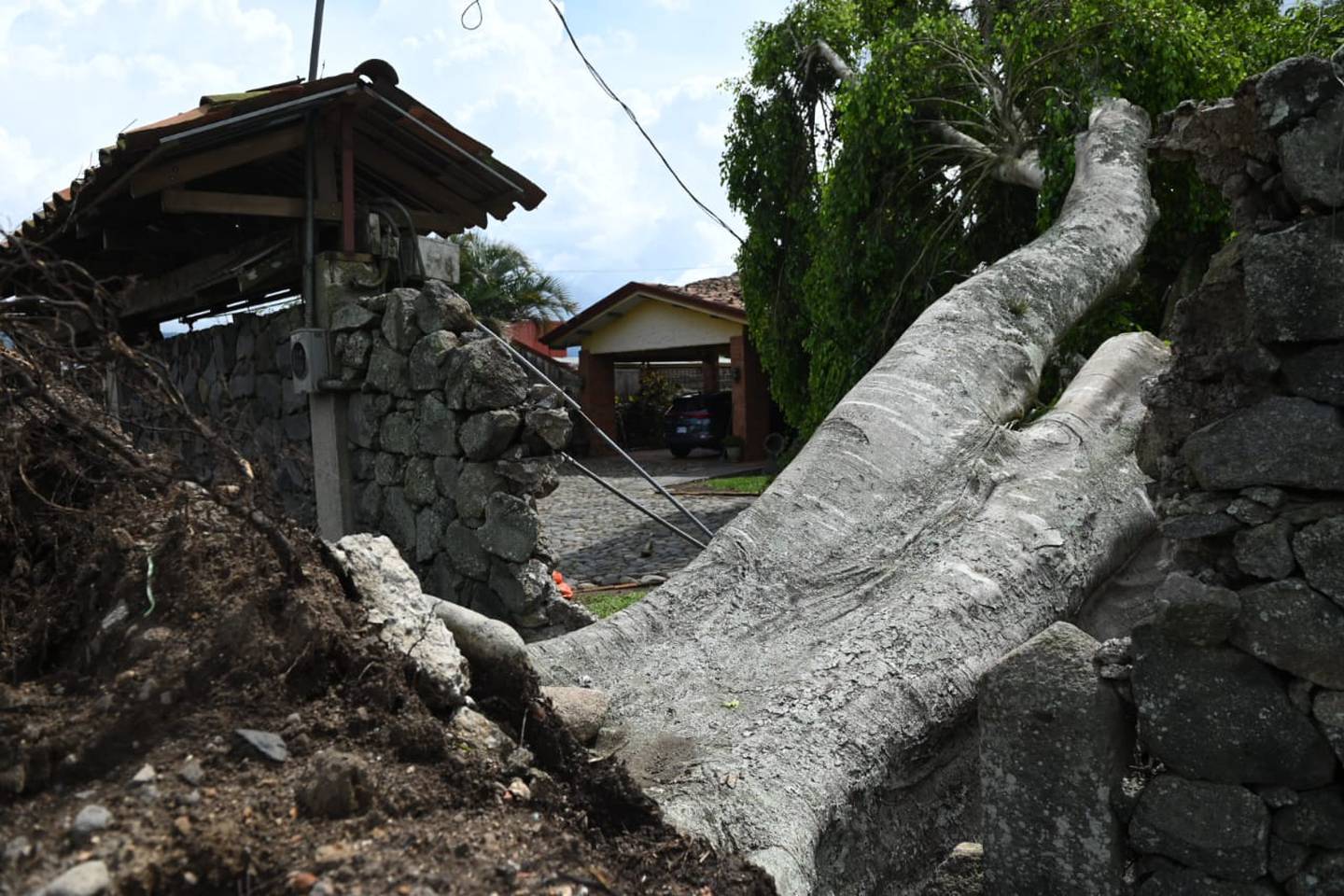 Un árbol se desprendió de la tierra y cayó sobre una tapia tras las fuertes lluvias y ráfagas de viento en Cartago.