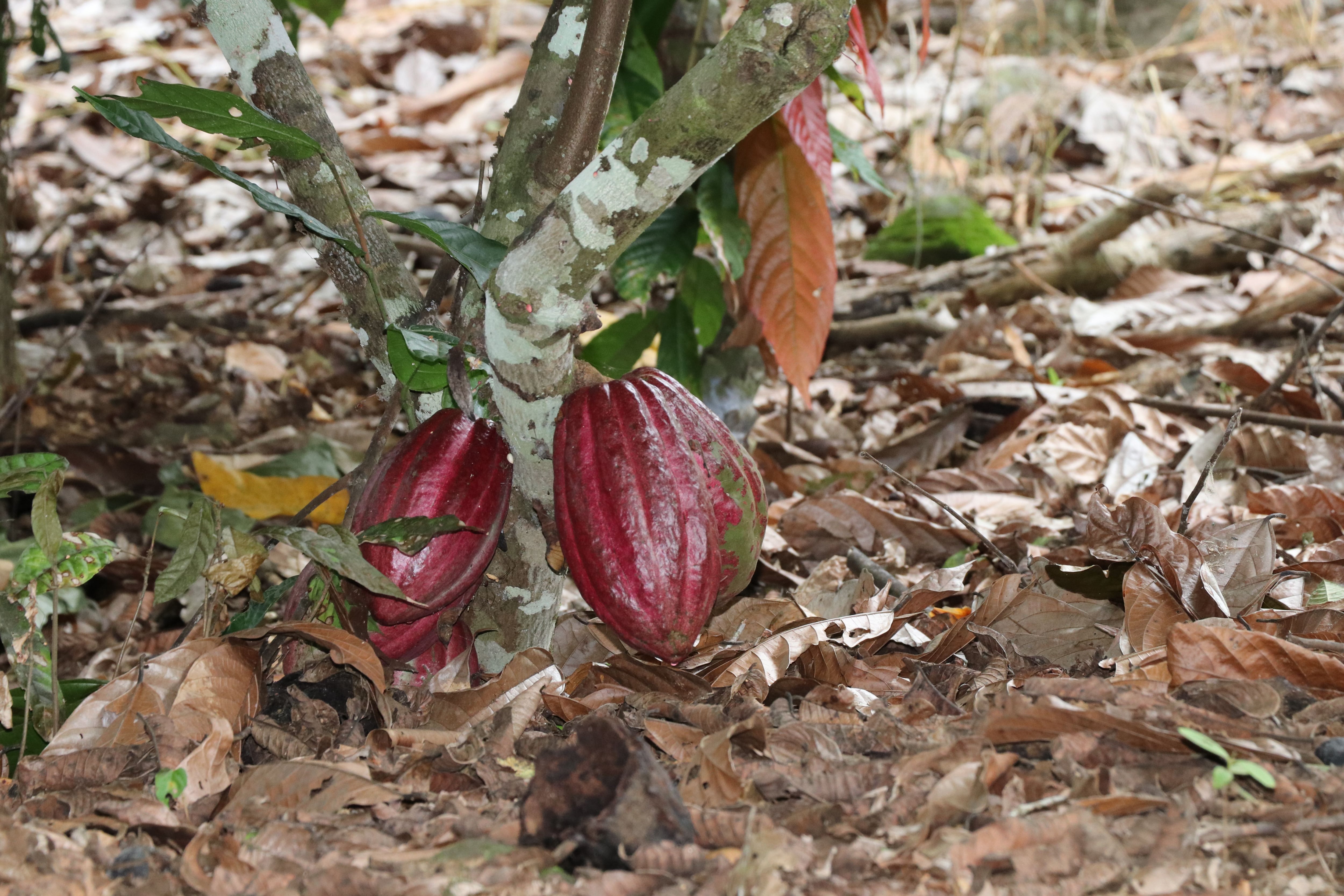Costa Rica desarrolla un programa de mejora genética del cacao con miras al incremento de los rendimientos productivos. Foto Cortesía