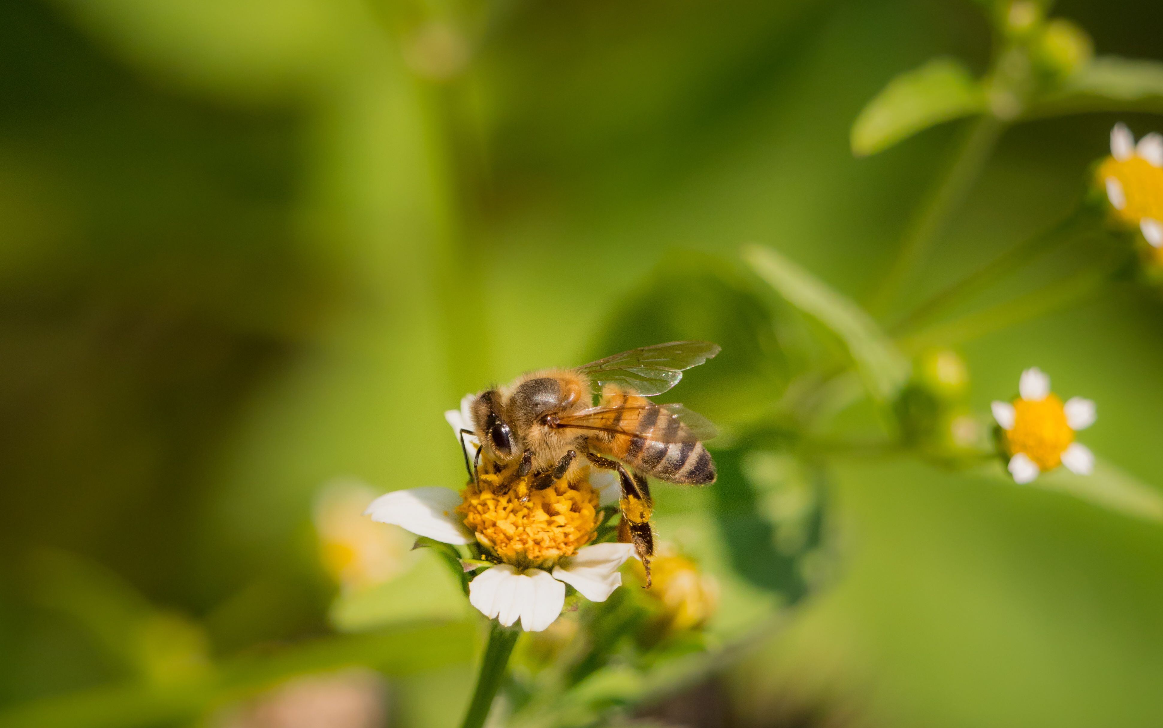 Cuanto más floreado esté el patio, jardín o zona verde de su domicilio, mejor para la naturaleza. Esa es la clave en medio de una ola de calor, aconsejan especialistas.  Fotografía: Cortesía.