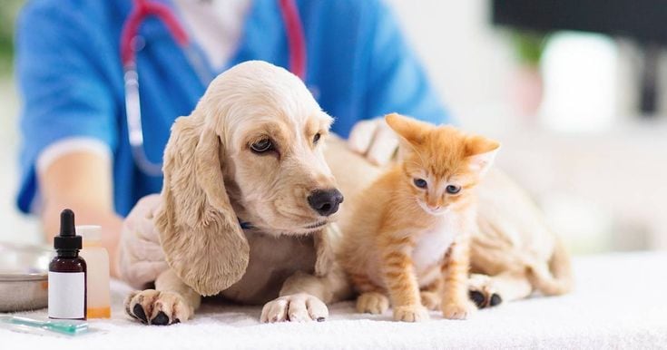 El cuidado adecuado de mascotas incluye medidas para prevenir y eliminar pulgas en el hogar.