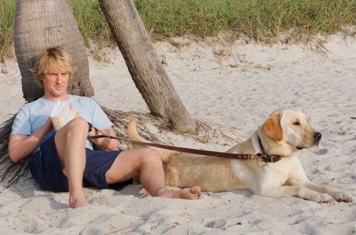 'Marley y yo' (2008) es el éxito más reciente del cine con participación de perros. Para el rodaje se necesitaron de 22 labradores, siendo Clyde el can que aparece durante más tiempo en la película. Foto: IMDb