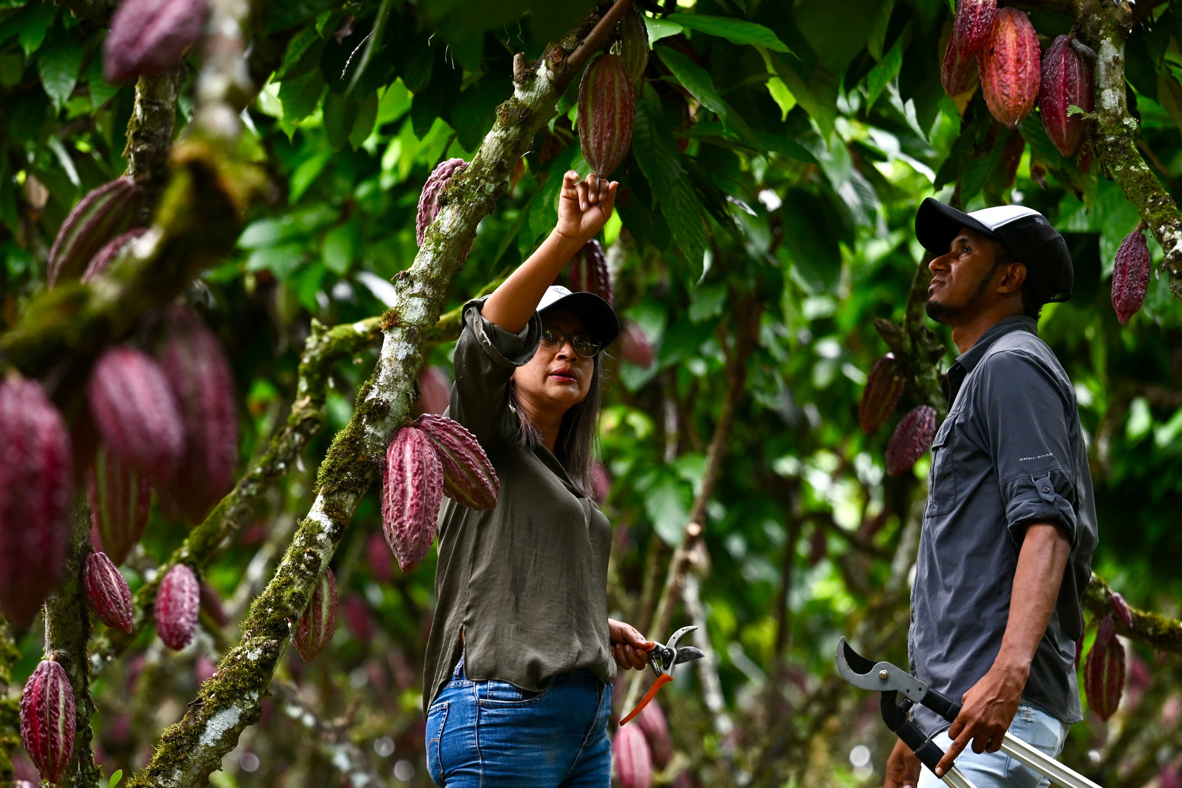 Las semillas de cacao alcanzaron en marzo de 2023 los $10.000 por tonelada en Nueva York, impulsadas por una fuerte demanda mundial y una reducción de la oferta de África occidental.