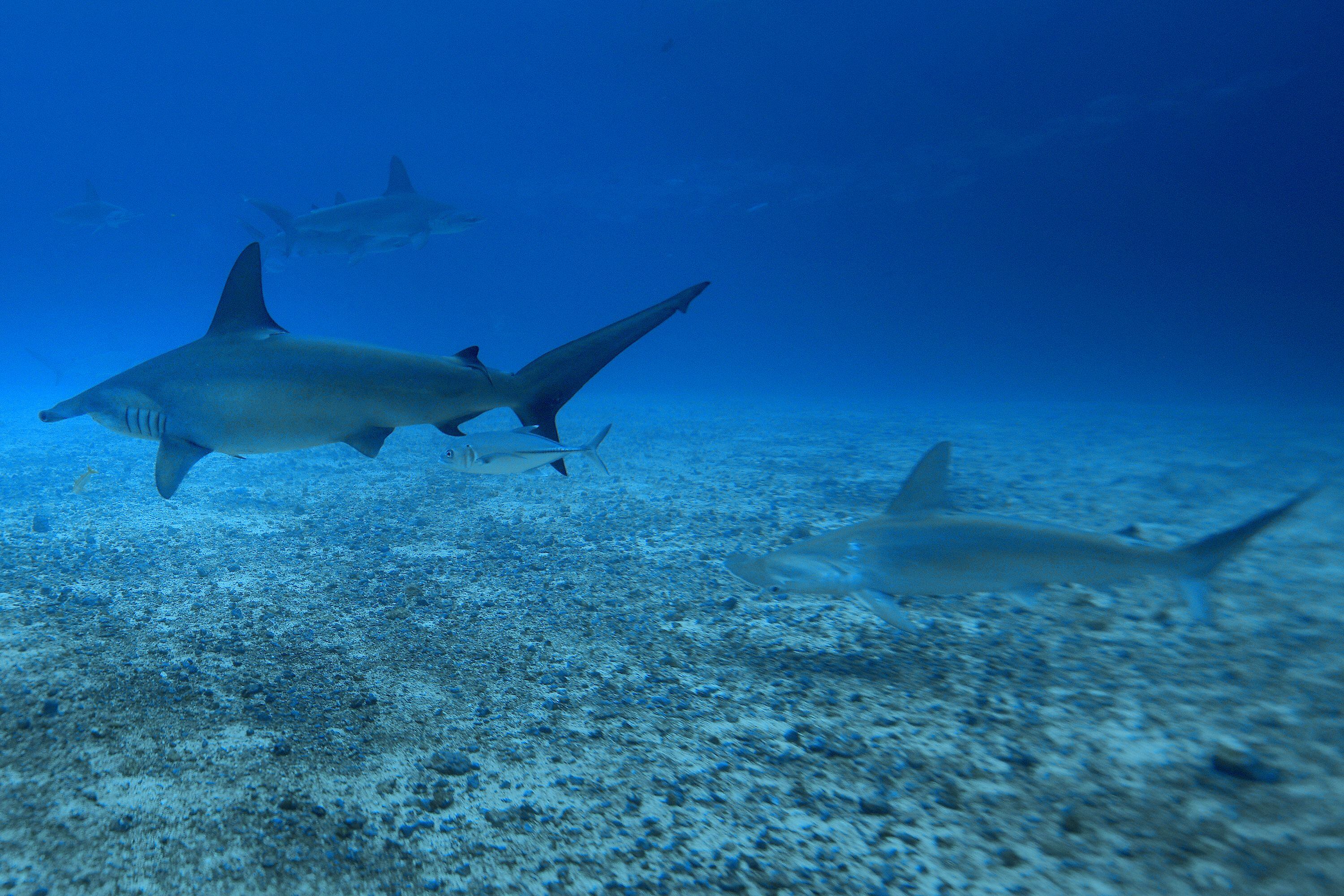 El tiburón martillo es la especie animal más reconocida de la Isla del Coco. Se trata de un honor bien ganado, pues estas aguas son un santuario para estos particulares depredadores. 