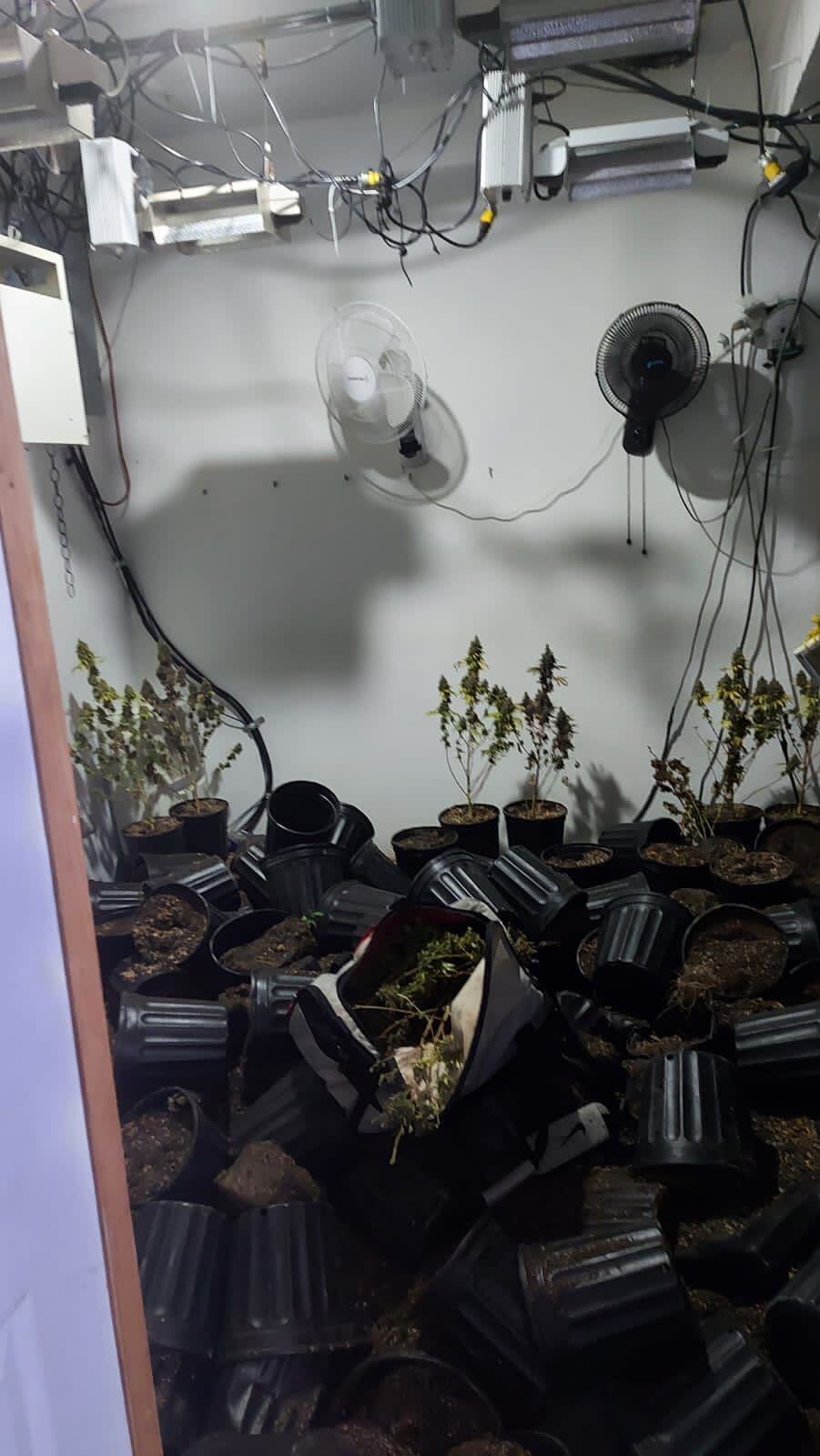 Parte de los hallazgos de un laboratorio de marihuana en La Guácima, Alajuela. Foto: Cortesía del OIJ