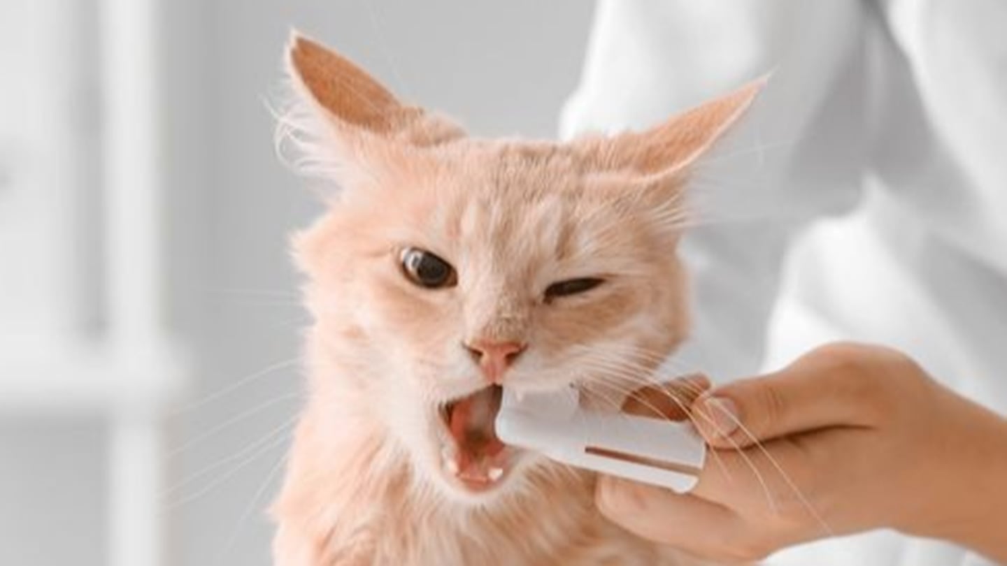 Limpiezas dentales para mascotas