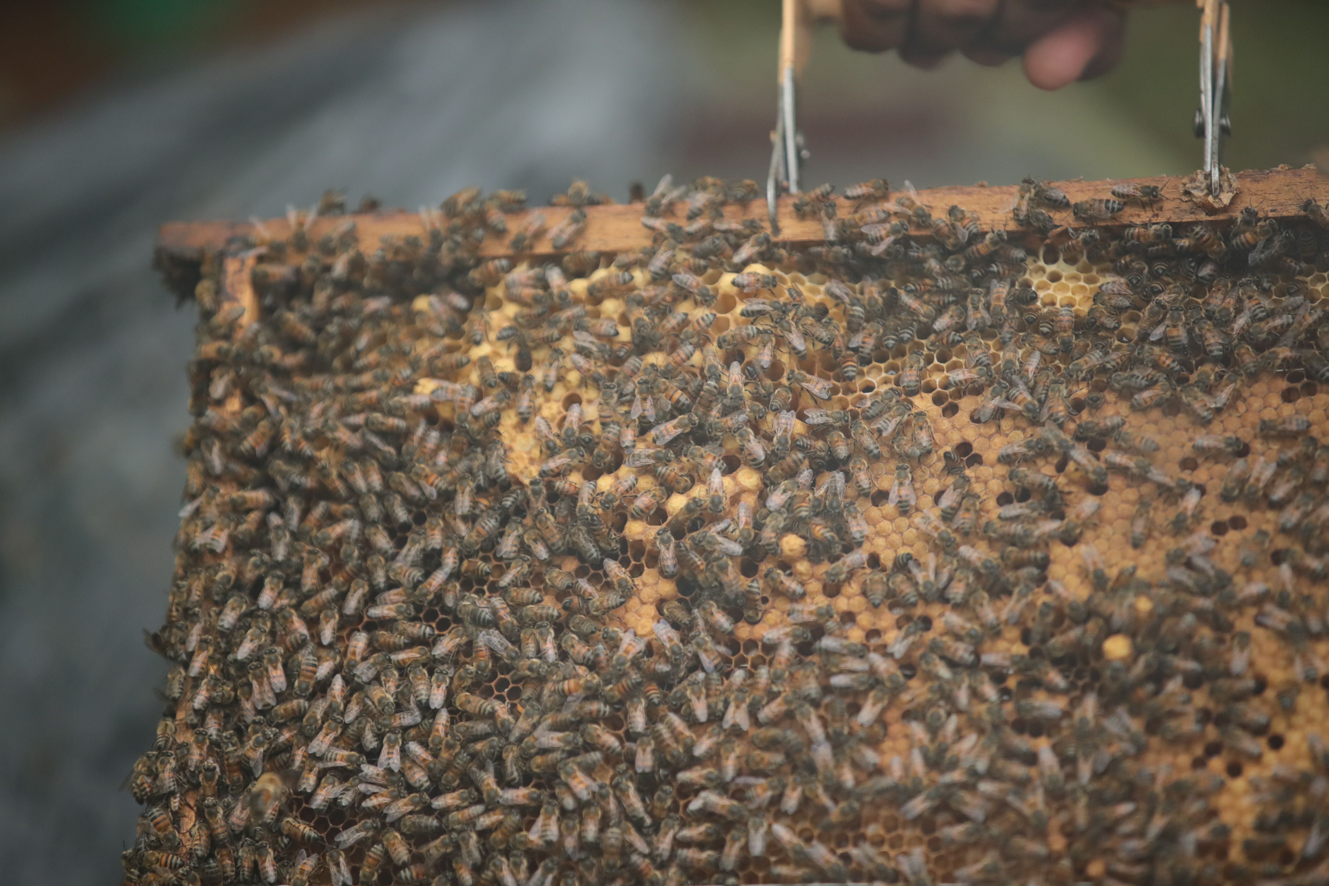 Mambo espera abrir su apiario al público dentro de algunos años, para concientizar sobre el cuido de las abejas. Foto: Alonso Tenorio.