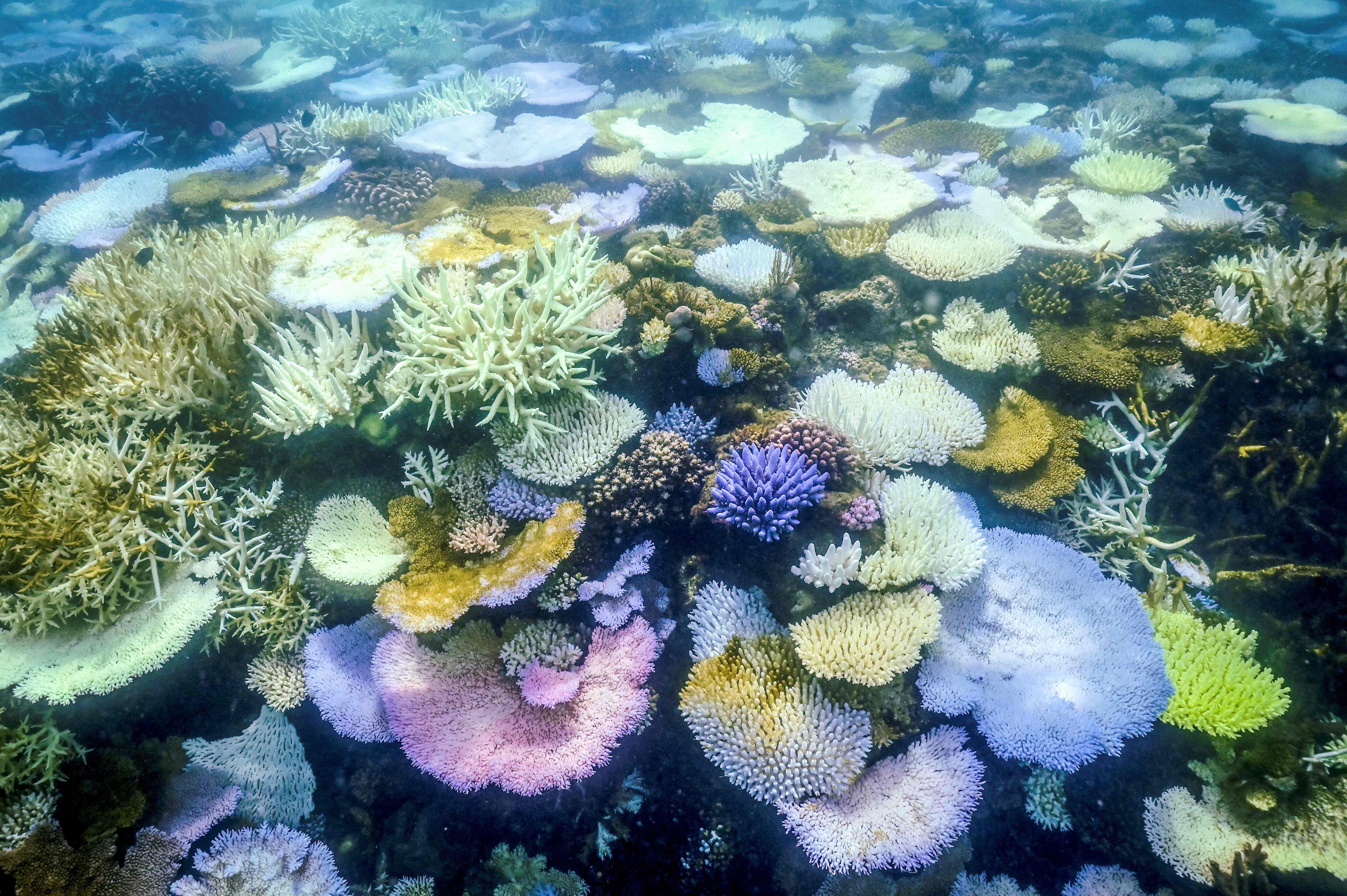 La famosa Gran Barrera de Coral de Australia está al borde del abismo, sufriendo uno de los eventos de blanqueamiento de corales más graves jamás registrados (el quinto en ocho años) y dejando a los científicos inseguros sobre su supervivencia. (Foto de DAVID GREY / AFP) 