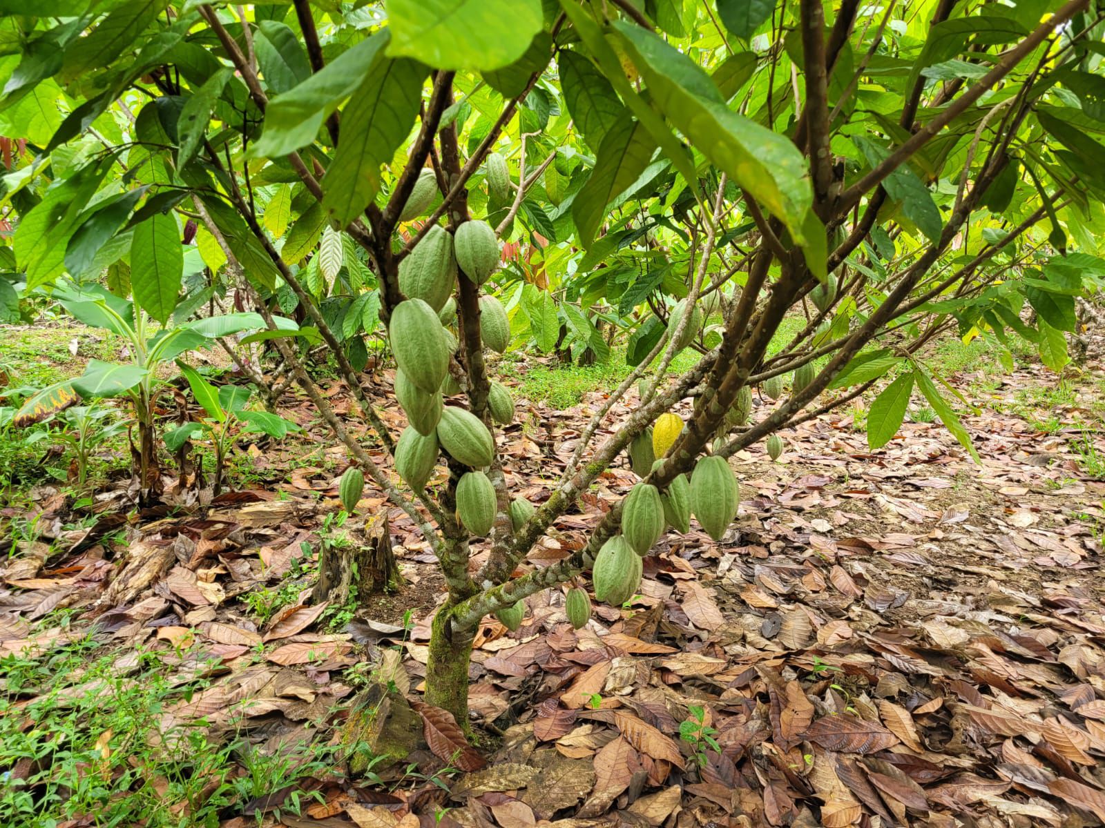 Las plantaciones de cacao fueron afectadas años atrás por la moniliasis, una enfermedad que dañó la producción. 
