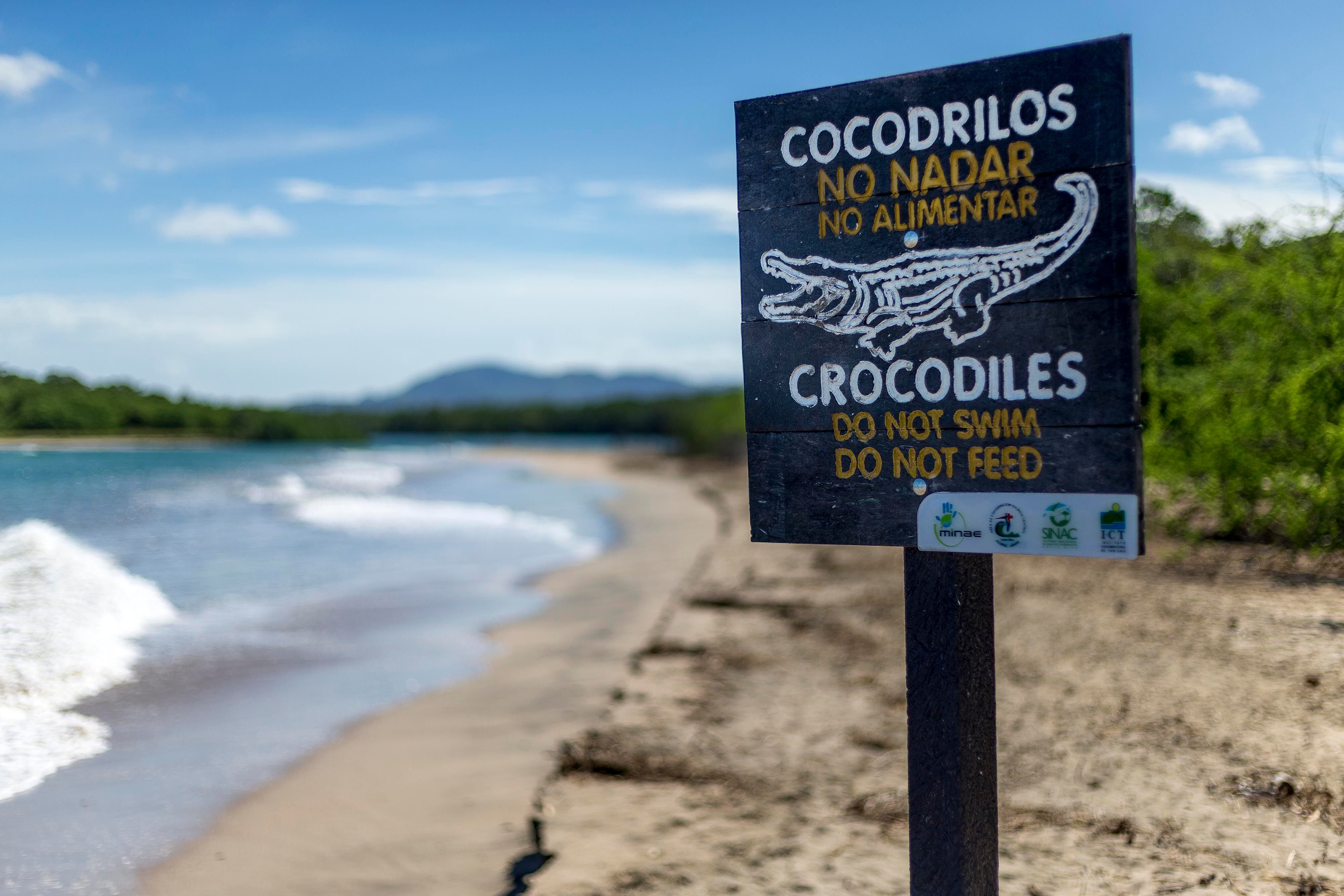 Ticos enseñaron a los cocodrilos que la presencia humana significa comida |  La Nación