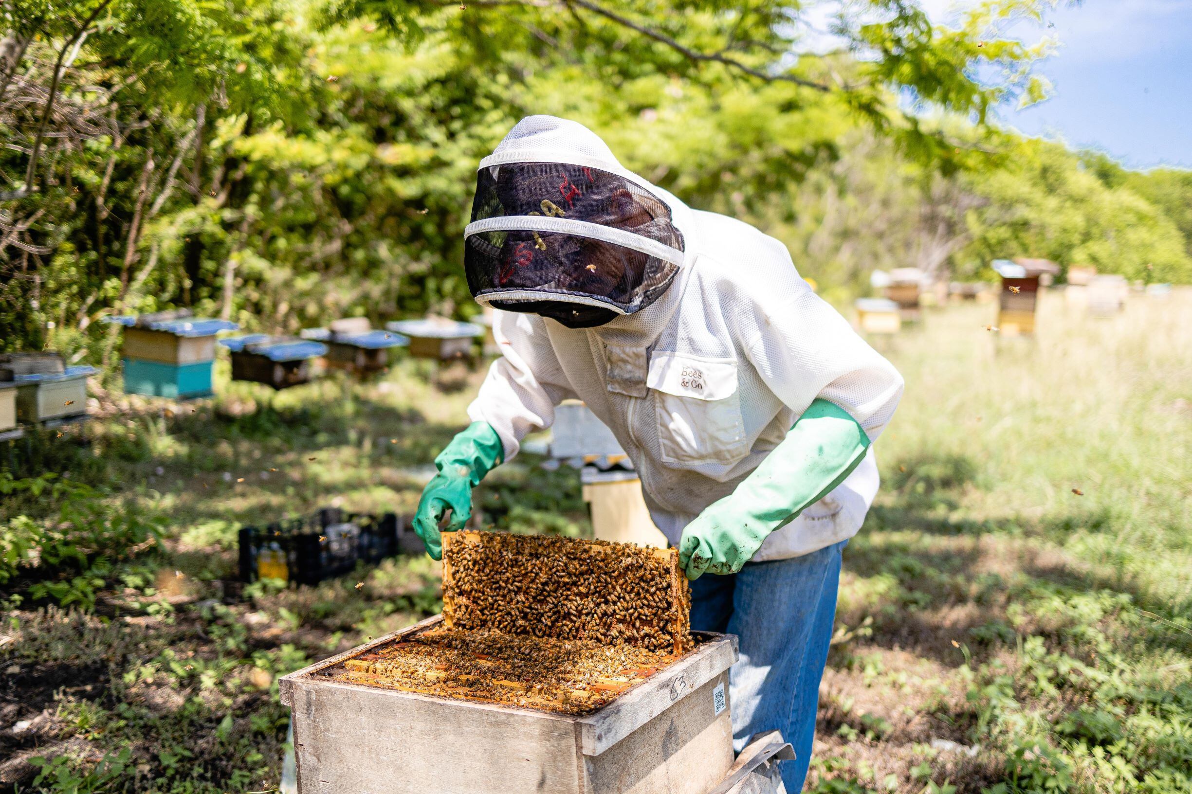 Las principal producción de miel en Costa Rica se concentra en las provincias de Guancaste, Puntarenas y San José. La cosecha de miel se desarrolla entre diciembre y abril. Se estiman hay en producción unas 35.000 colmenas.