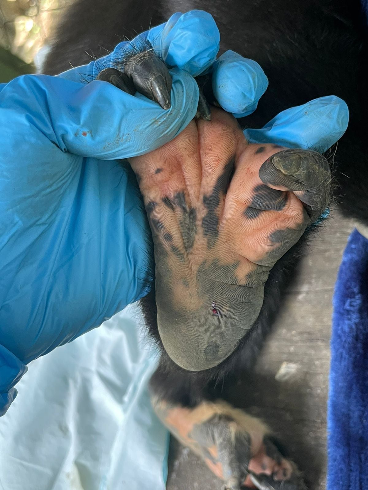Pancracio, un mono aullador macho adulto, presenta la pigmentación anómala en dos patas y la parte interior de la cola. Este es un animal en cautiverio en el Costa Rica Animal Rescue Center, en Turrucares, (Alajuela). 

