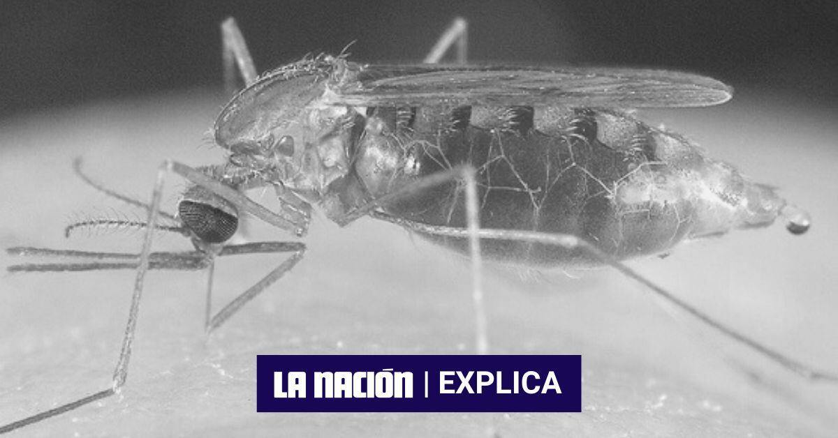 La malaria es causada por el parásito Plasmodium y transmitida por la hembra del mosquito Anófeles.

Fotografía: Archivo