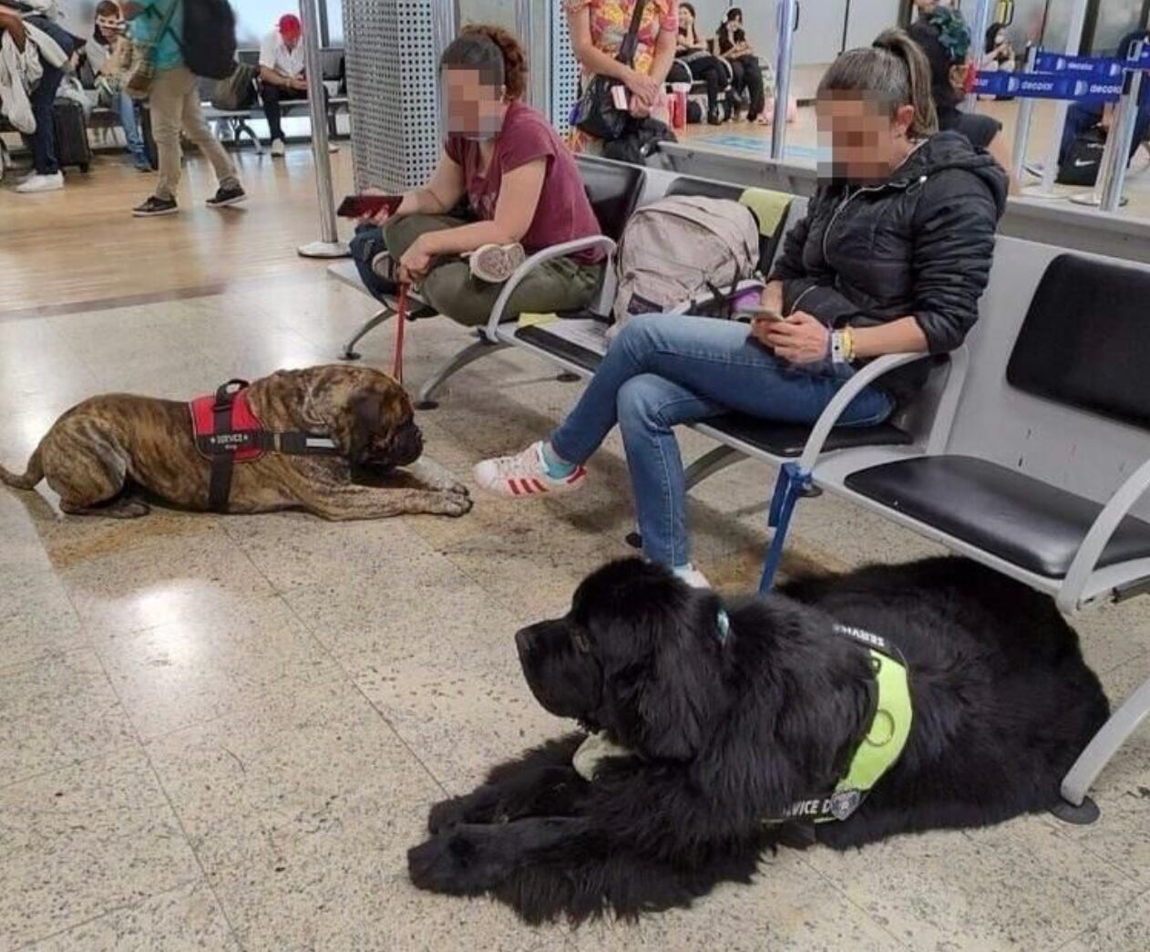 25 perros volaron en cabina durante un vuelo de Avianca que cubría la ruta de Brasil a Colombia. 