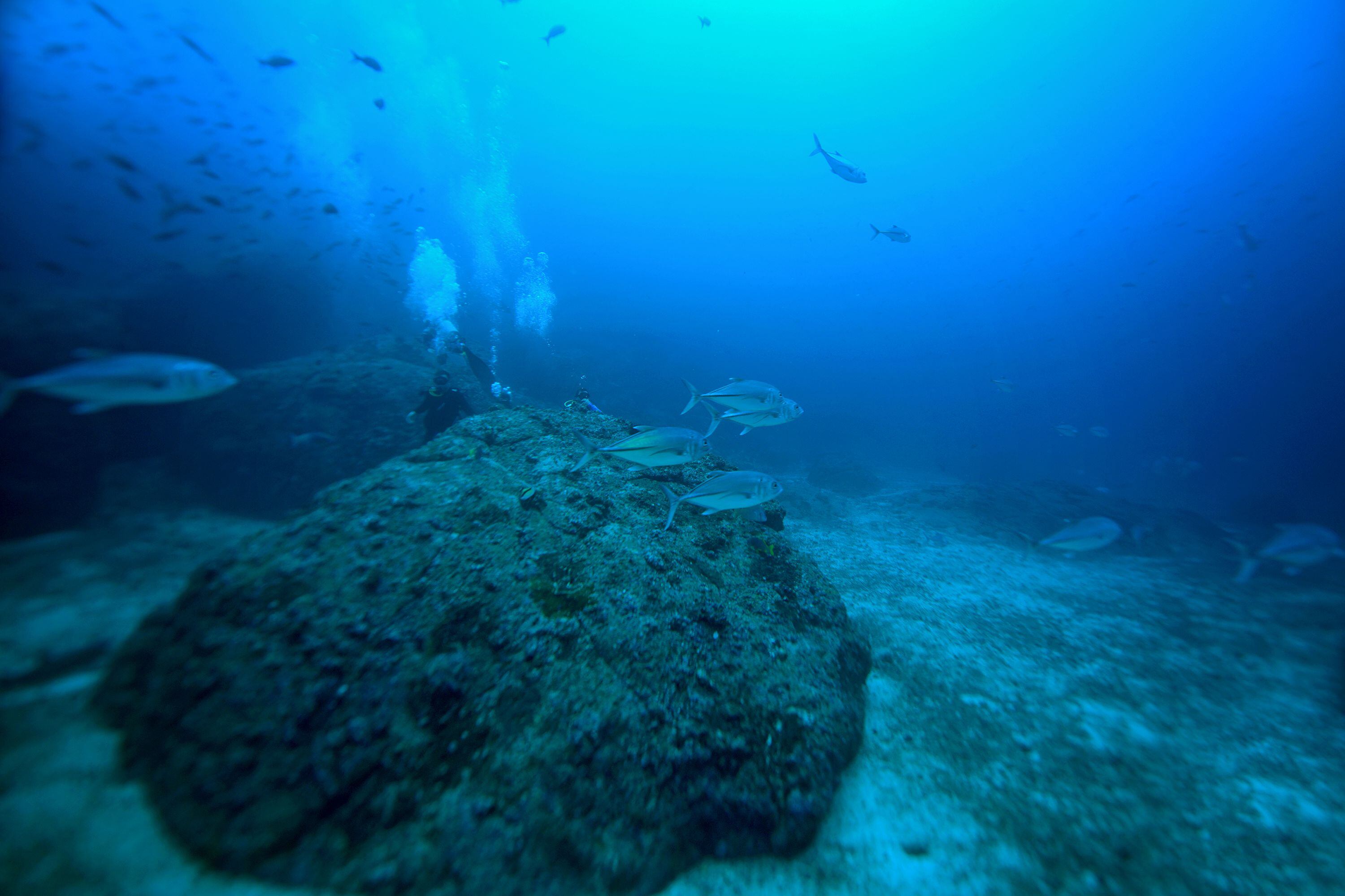 Al bajar al fondo marino, en el área aledaña al islote Manuelita, los buzos pueden apreciar, por ejemplo, 