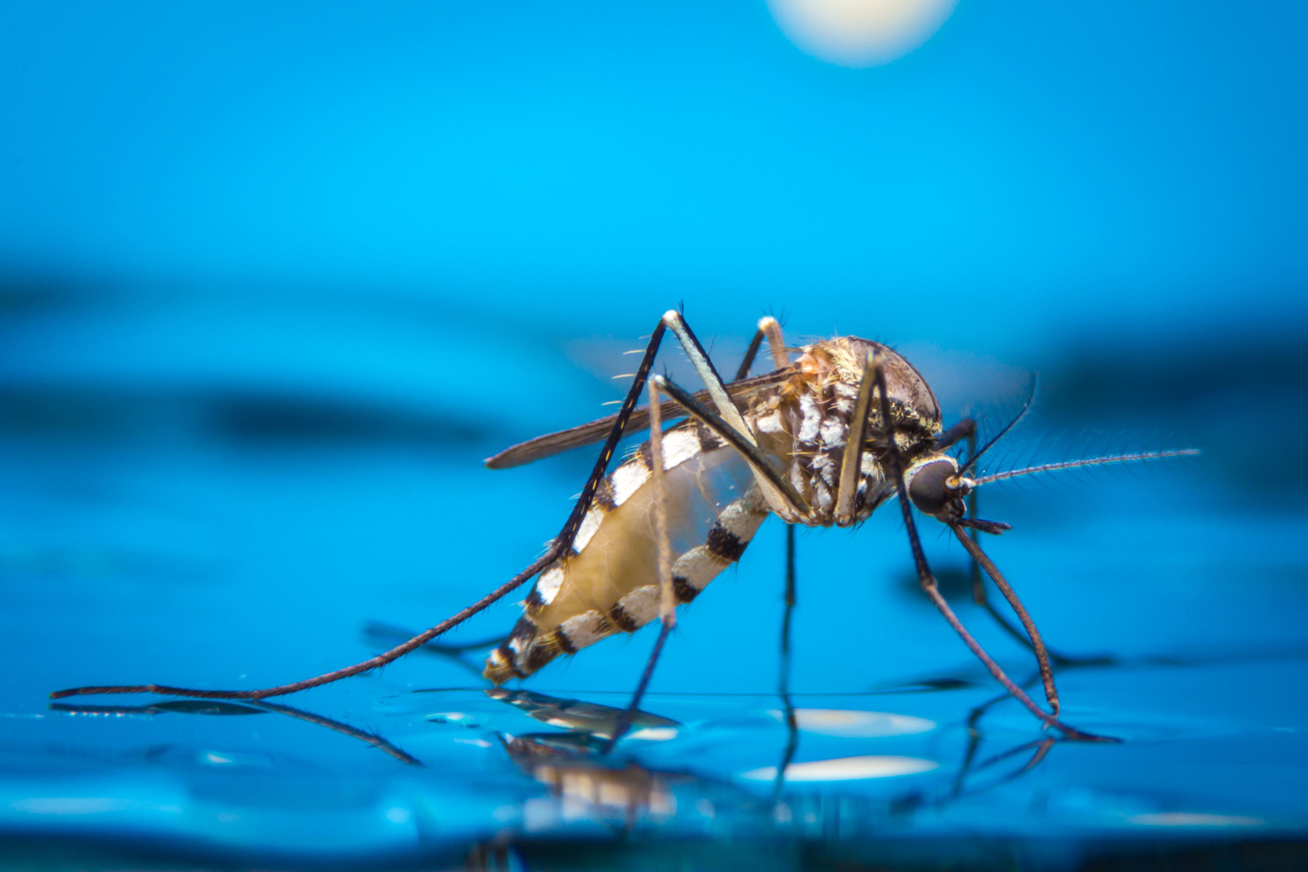 El mosquito Aedes aegypti, transmisor del dengue, causa preocupación en países como Honduras y Panamá, con altos índices de casos y decesos.