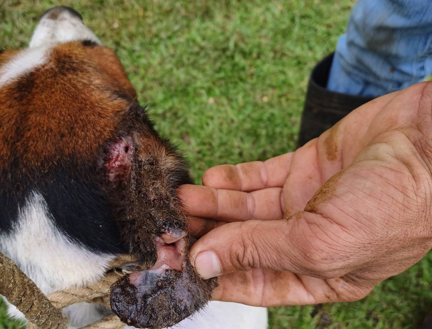 Gusano barrenador, primer caso de 2023, reintroducción de la enfermedad en Costa Rica
