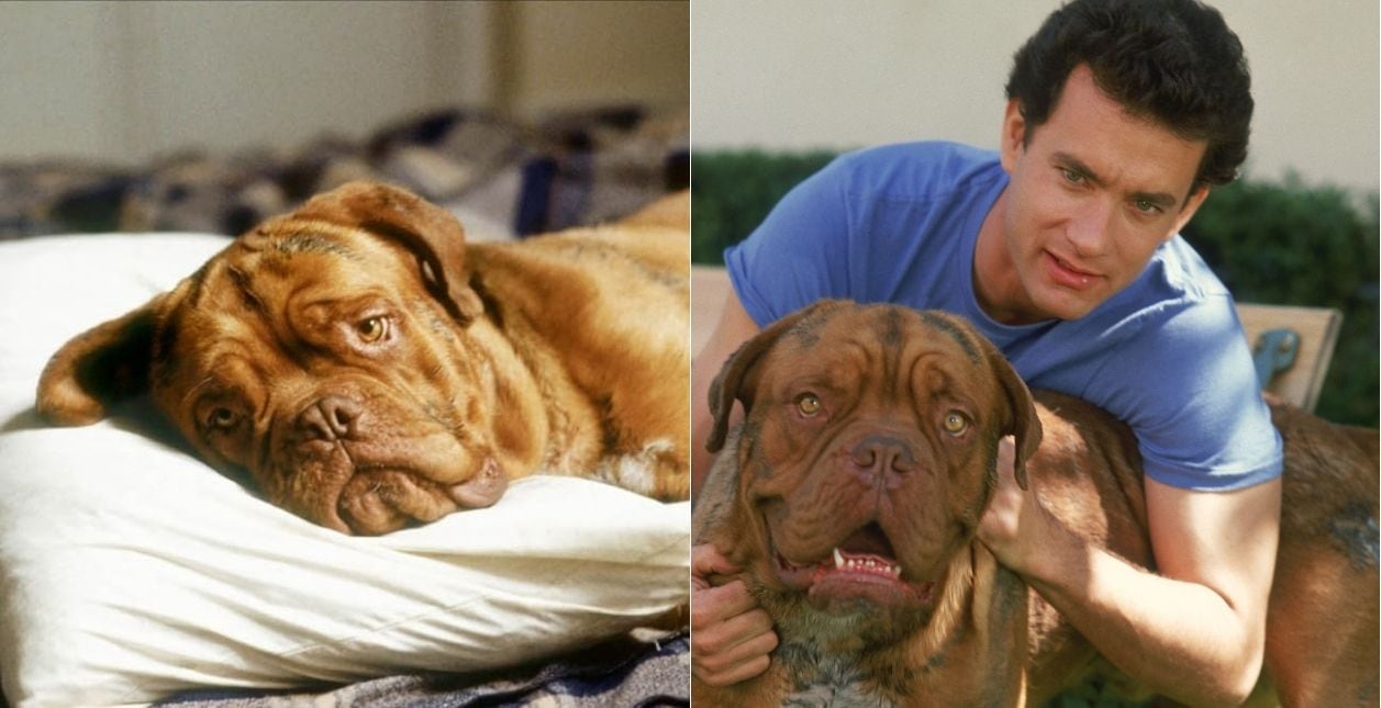 Beasley fue un perro de raza Dogo de Burdeos, que acompañó a Tom Hanks en la película 'Turner y Hooch', de 1989. Murió en 1992 con 13 años. Foto: IMDb
