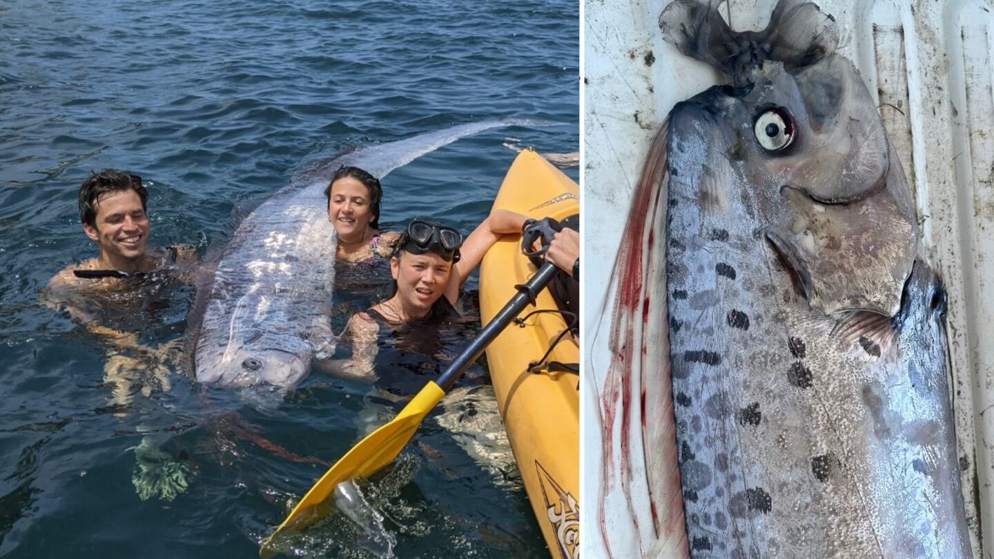 ‘Doomsday fish’ found on California coast – La Nación