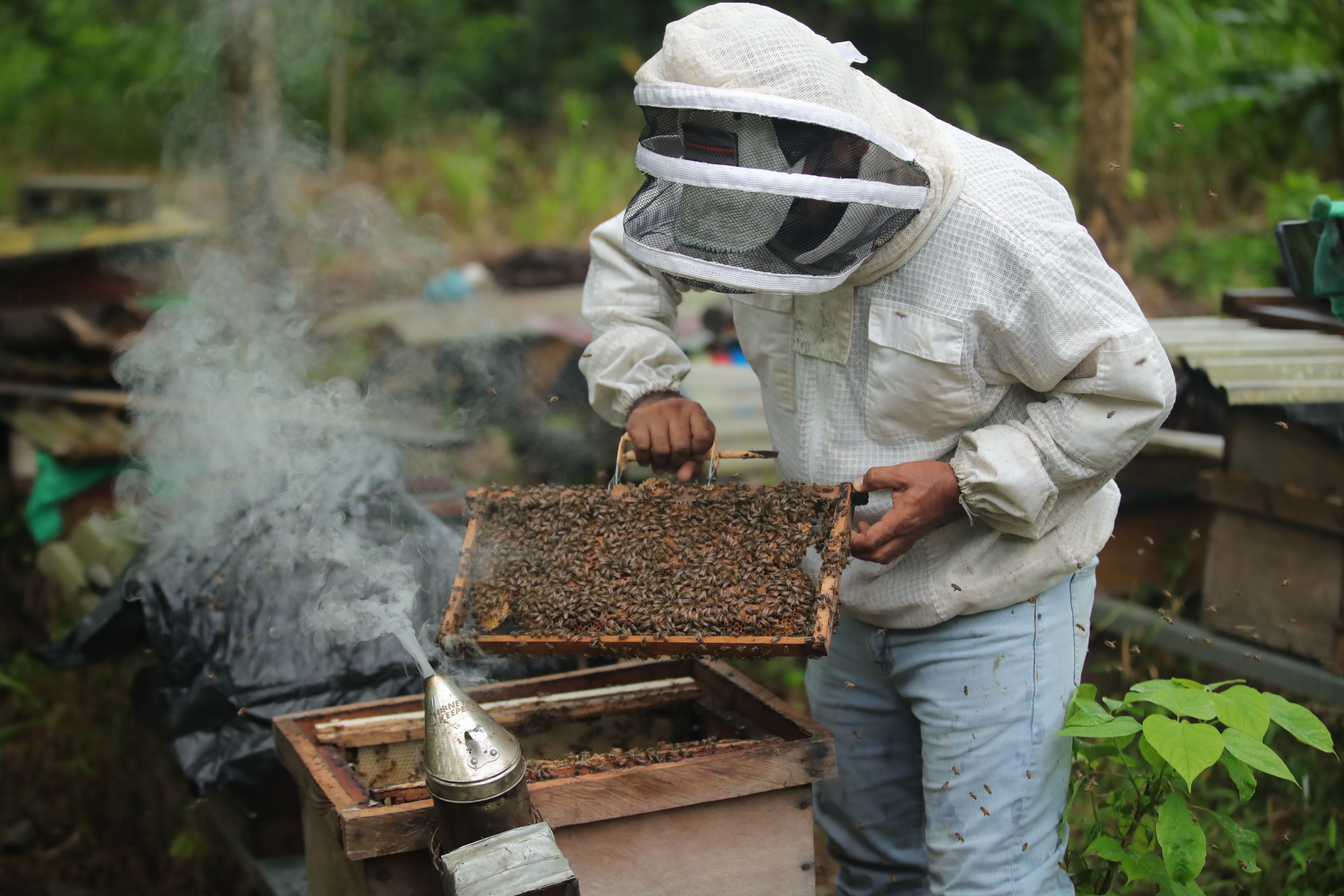 Mambo cuida de abejas cordovan y africanizadas. Foto: Alonso Tenorio.