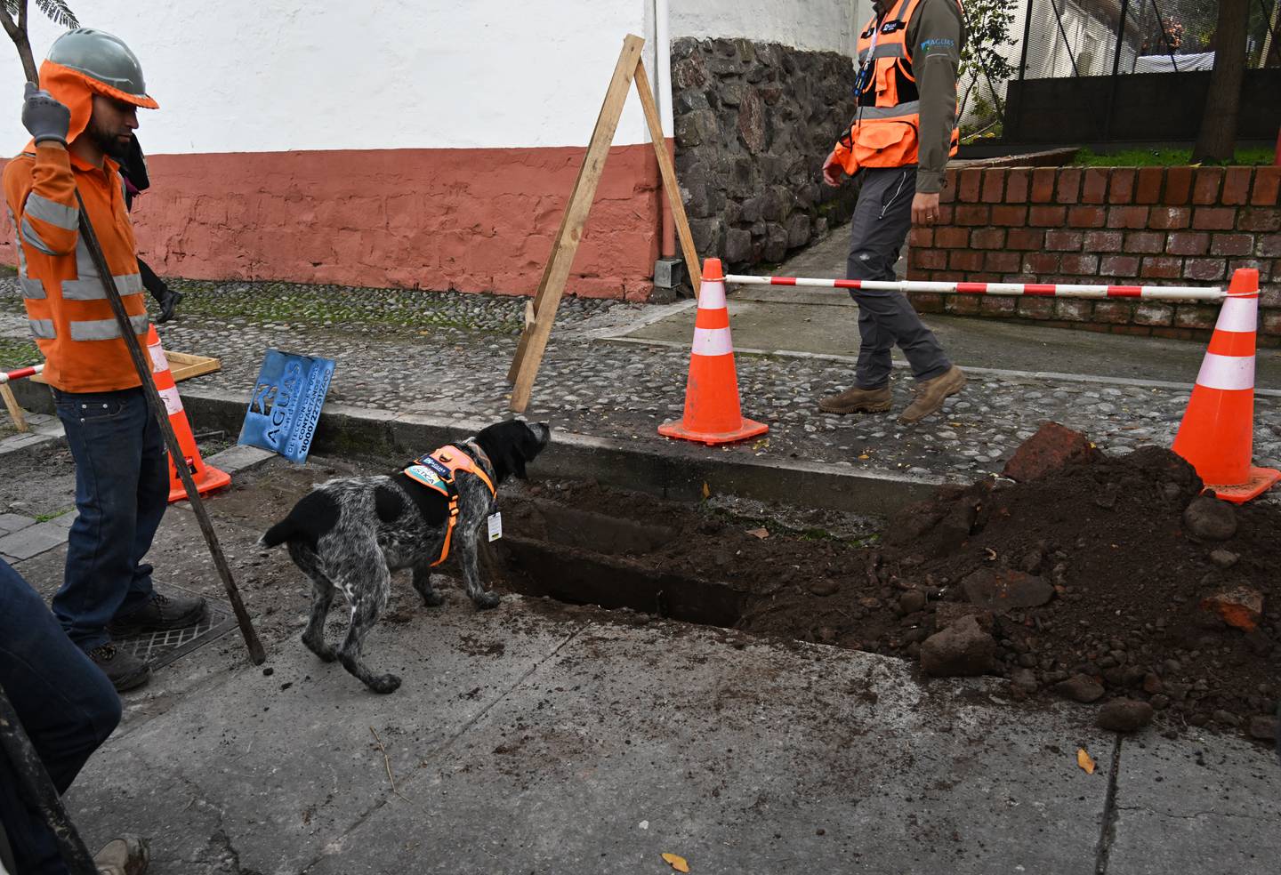 Suki, la perra que detecta fugas de agua en Santiago, ha recorrido más de 500 km y recuperado millones de litros en medio de una sequía de 15 años.
