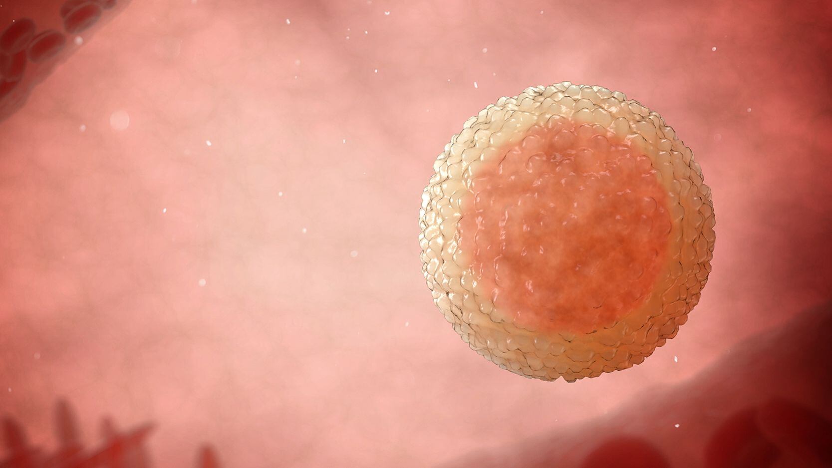 Una pareja solicitó en el 2020 recibir óvulos donados para someterse a una fecundación in vitro. La Sala IV declaró sin lugar su gestión. Imagen: Shutterstock