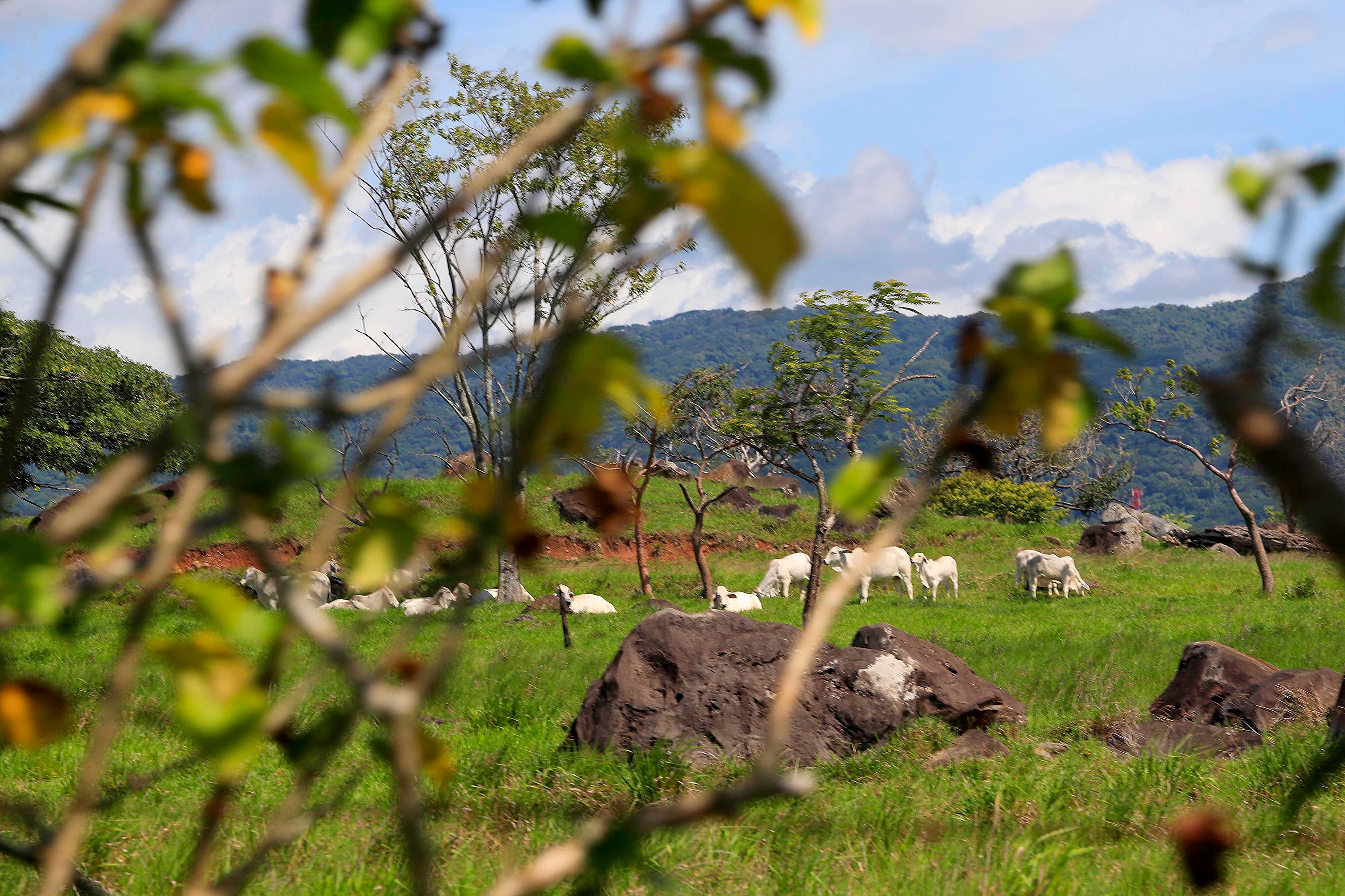 Al oeste del Valle Central, en Turrúcares de Alajuela, algunas vacas pastaban y otras descansaban este martes, cerca de las 2 p. m. bajo un cielo de pocas nubes y una sensación de mucho calor, previo a la época conocida popularmente como el veranillo de San Juan.