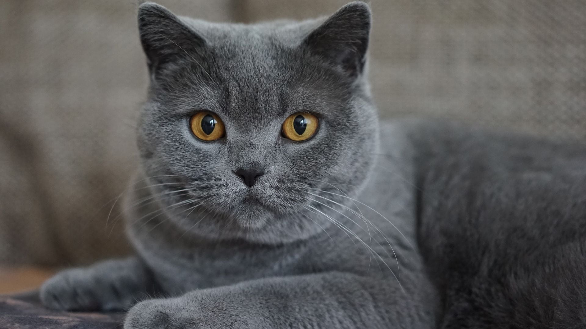 Con un gris azulado el pelaje del gato Azul Ruso está considerado entre los más lindos del mundo.
