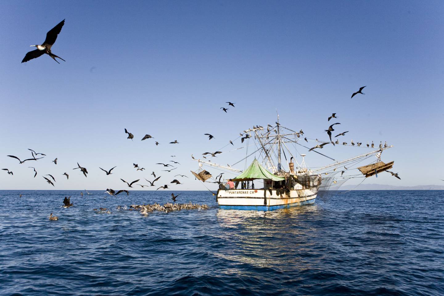 La pesca de arrastre, promovida en el estudio por Incopesca, ha generado críticas de sectores ambientalistas por el daño indirecto a otras especies marinas. Fotografía: Cortesía de MarViva.