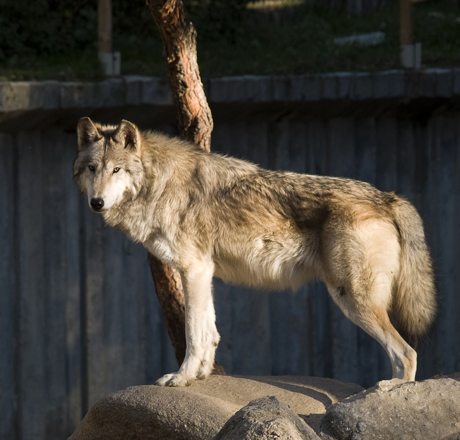 Individuo de lobo gris Mackenzie (Canis lupus occidentalis). Esta sería la especie de lobo que atacó a la mujer en Francia, este 23 de junio. Fotografía: Santiago Atienza.