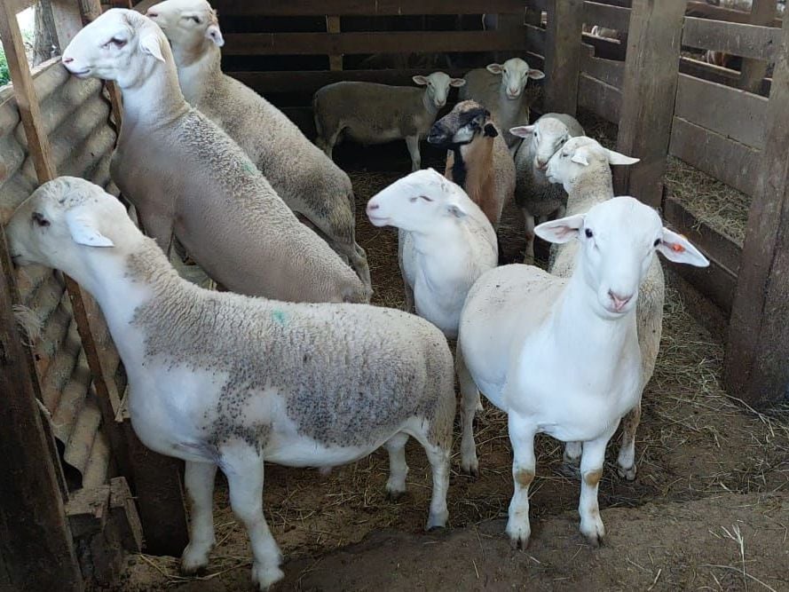 Consumo de productos derivados de cabras y ovejas gana terreno en mercado nacional